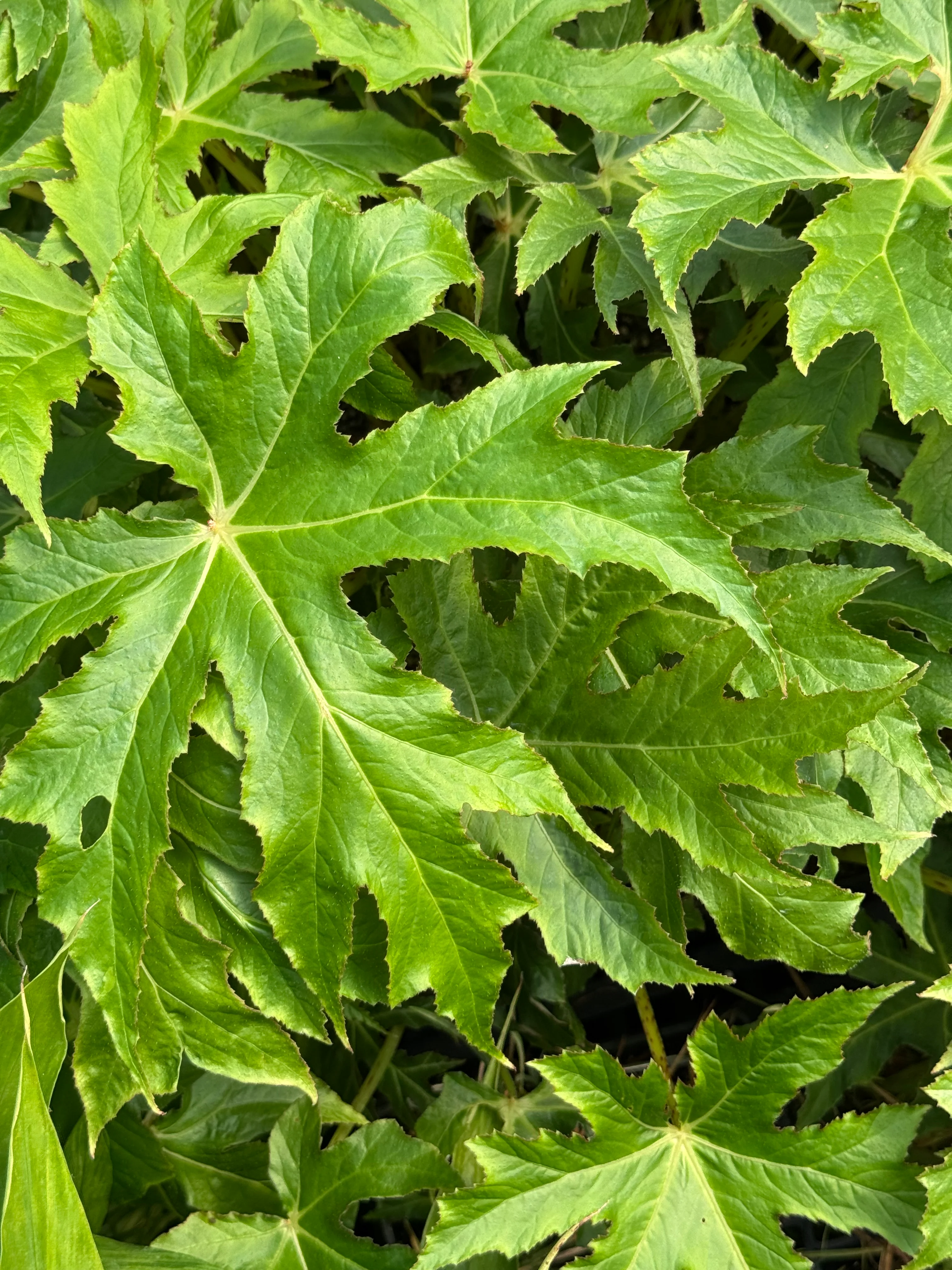 Begonia koelzii - Image 2