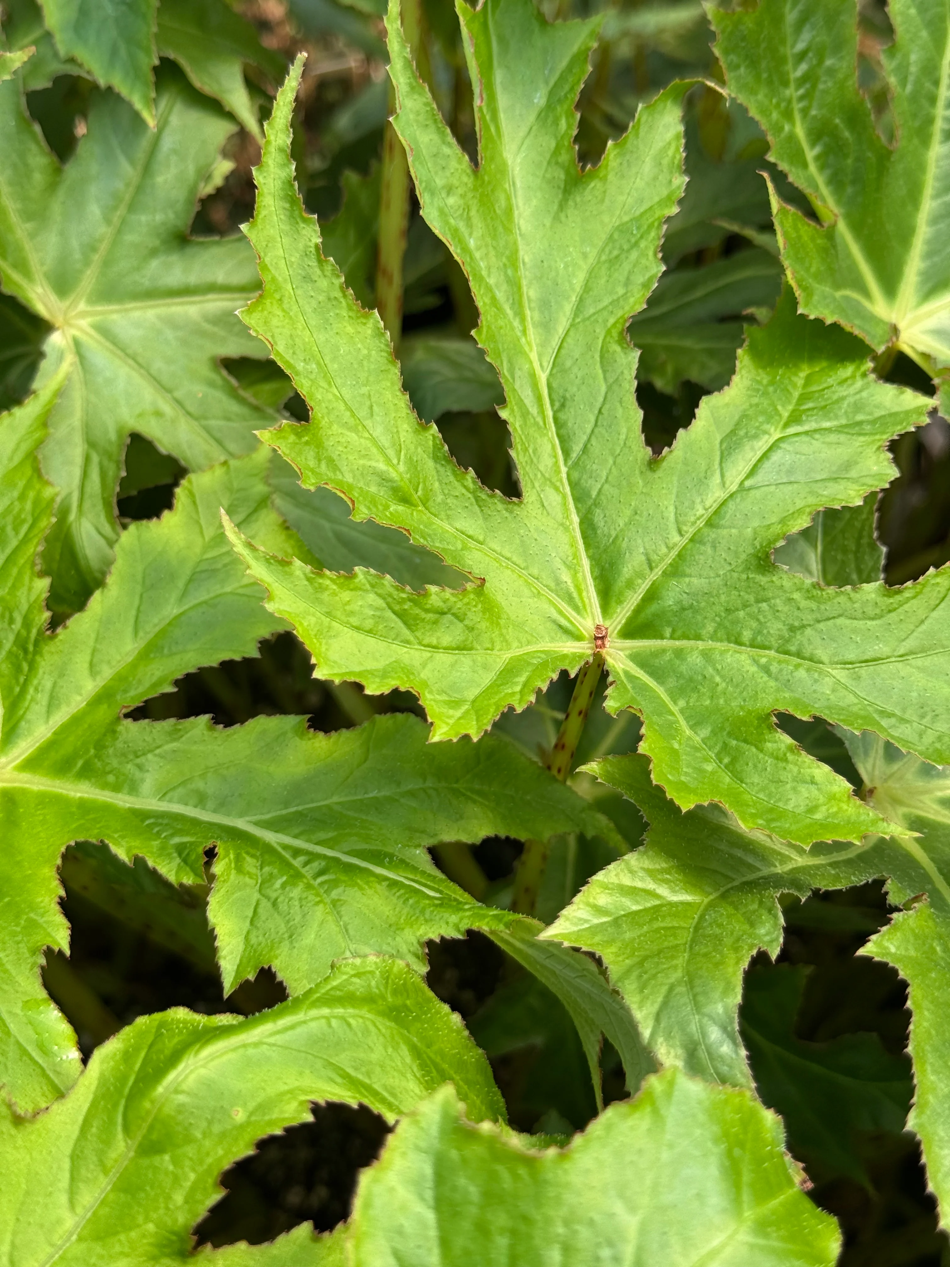 Begonia koelzii - Image 3