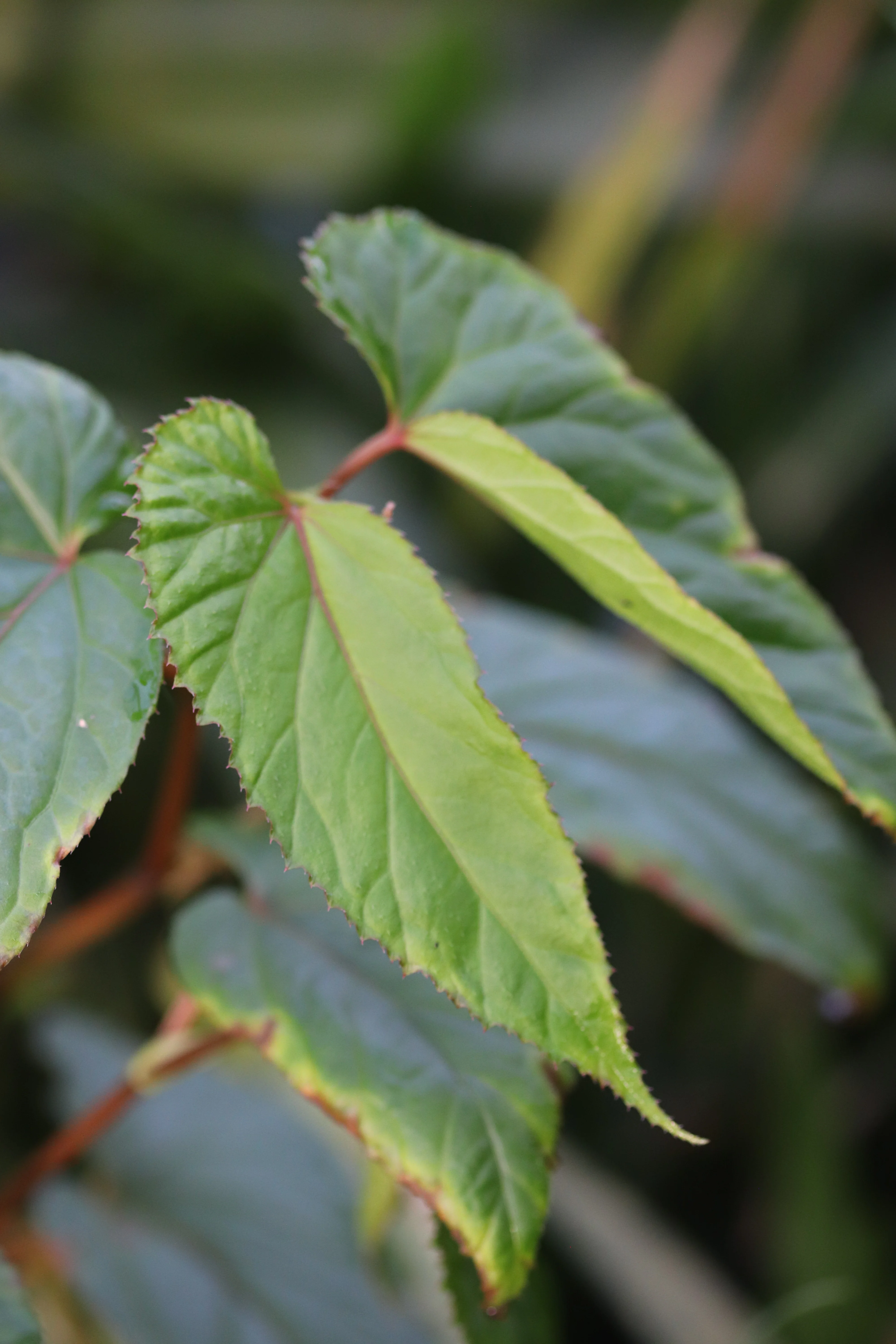 Begonia longifolia AIVT 213 - Image 2