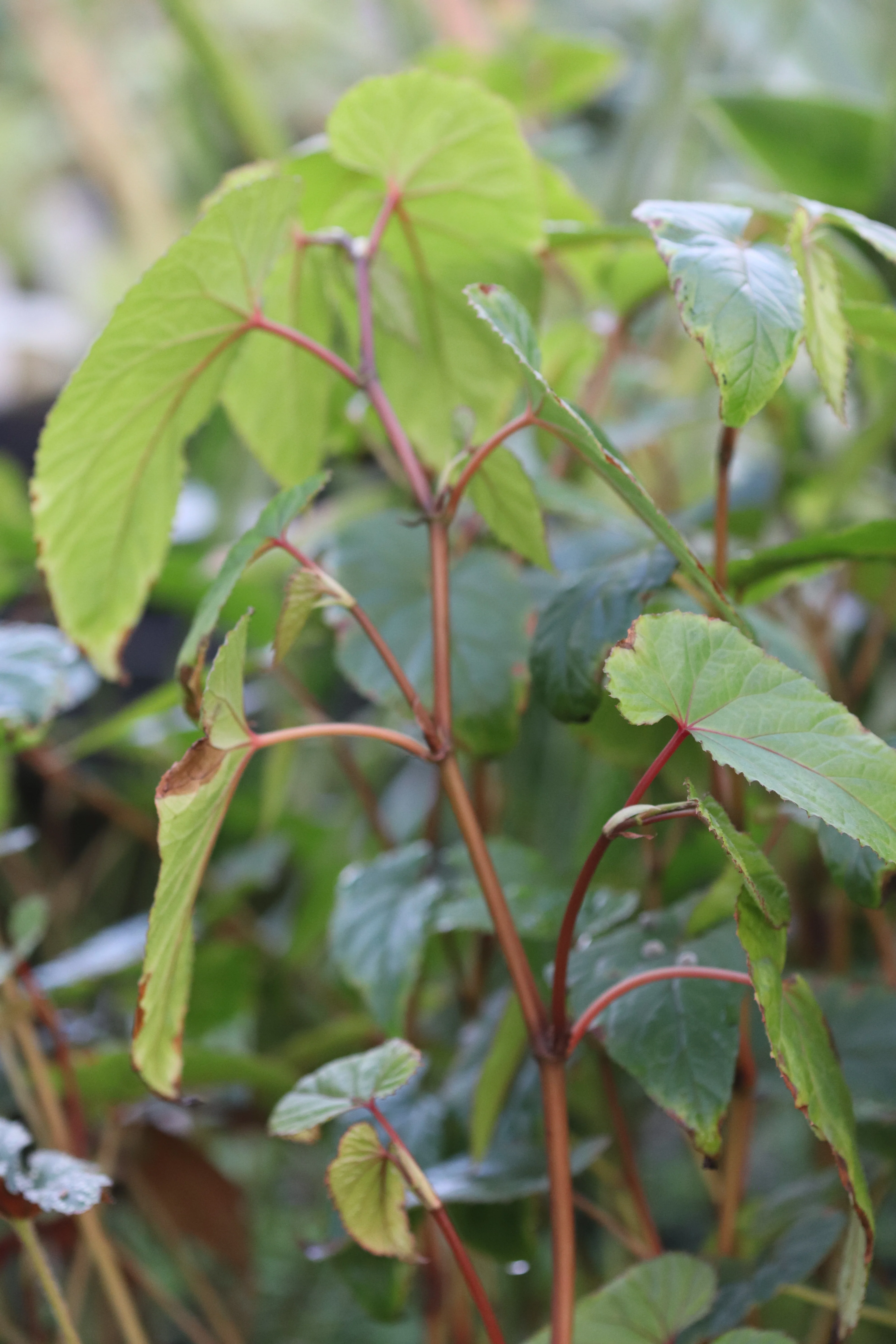 Begonia longifolia AIVT 213 - Image 3