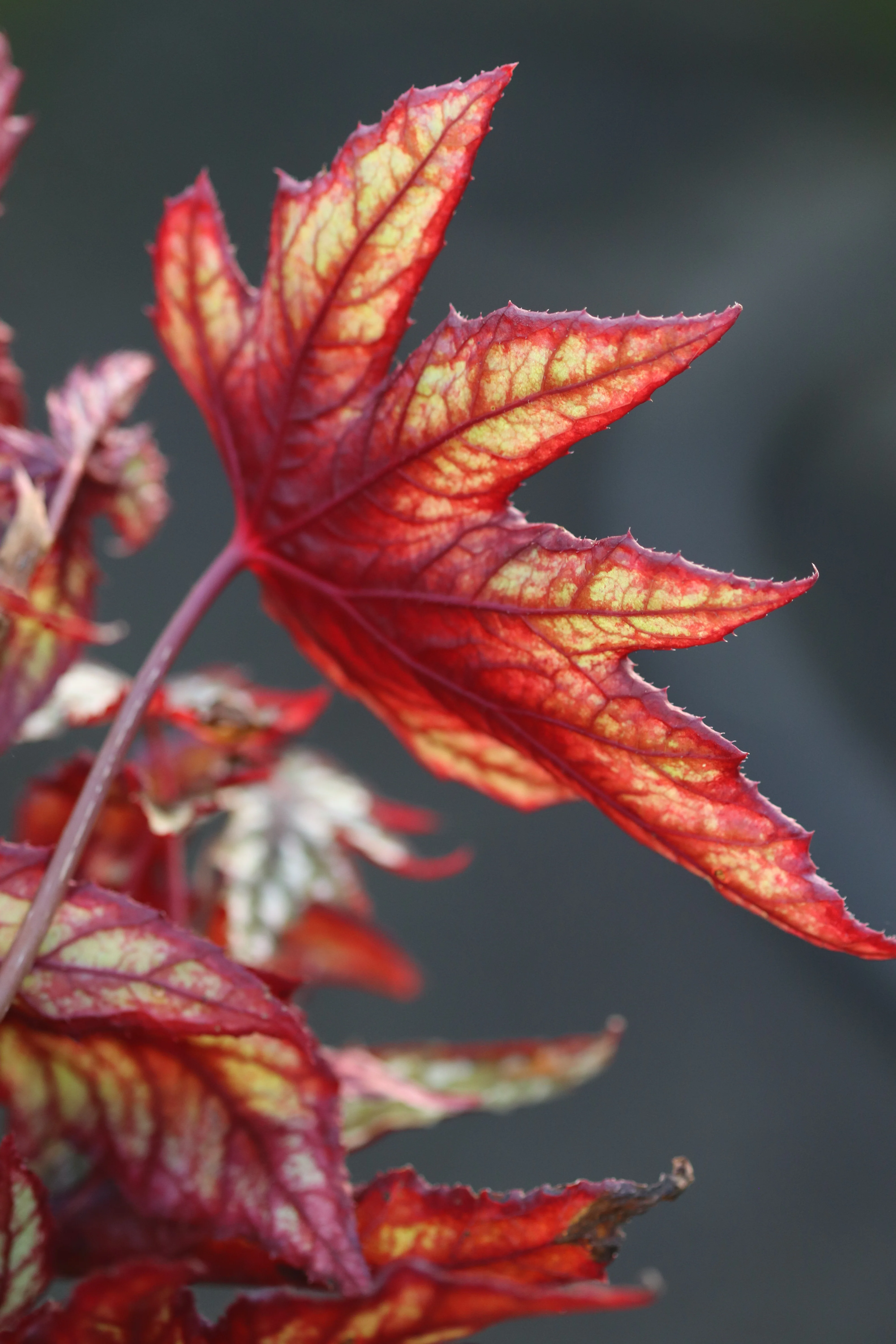 Begonia 'Mr. O'Flaherty' - Image 2