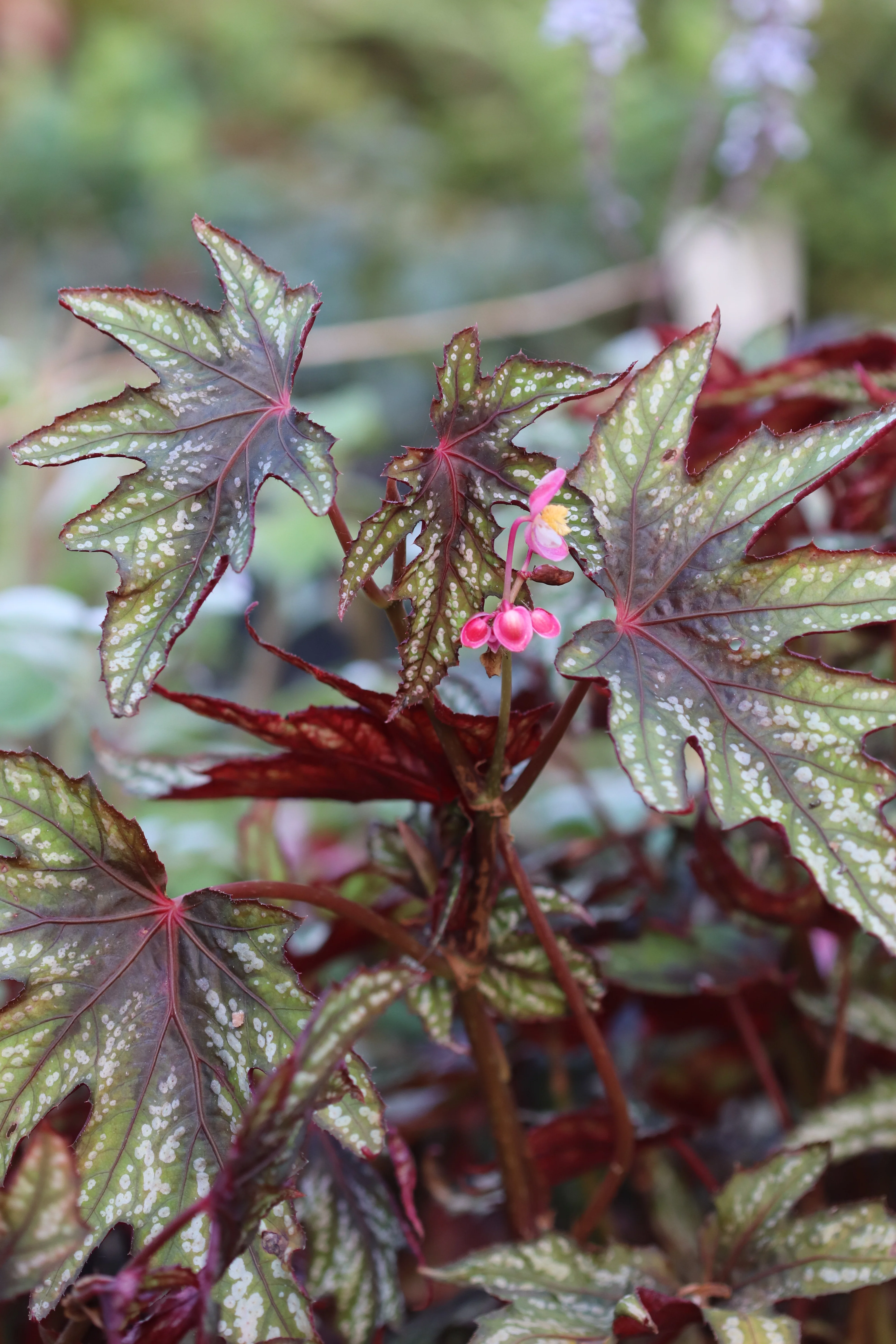 Begonia 'Mr. O'Flaherty' - Image 3