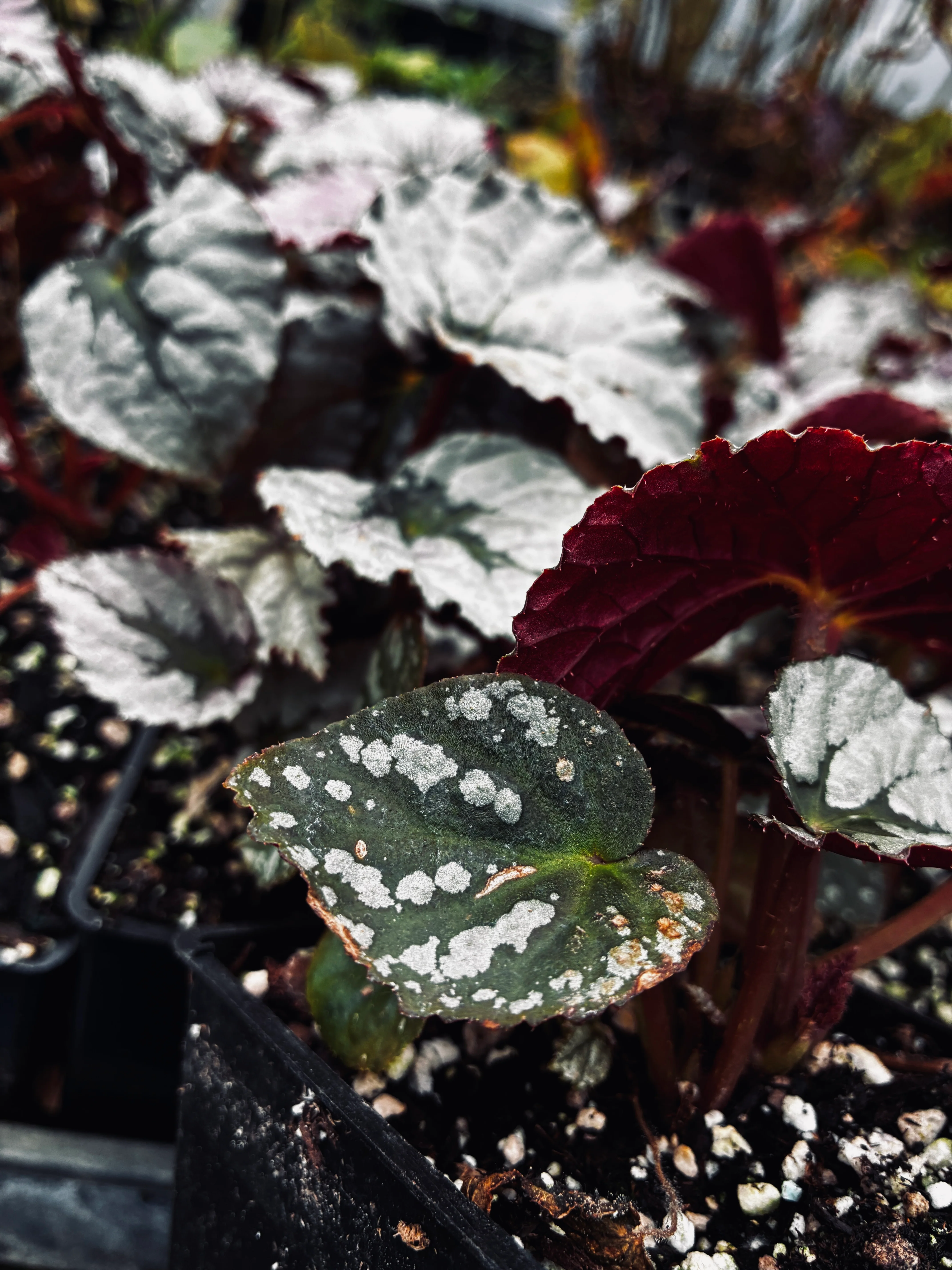 Begonia Silver™ 'Treasure' - Image 2