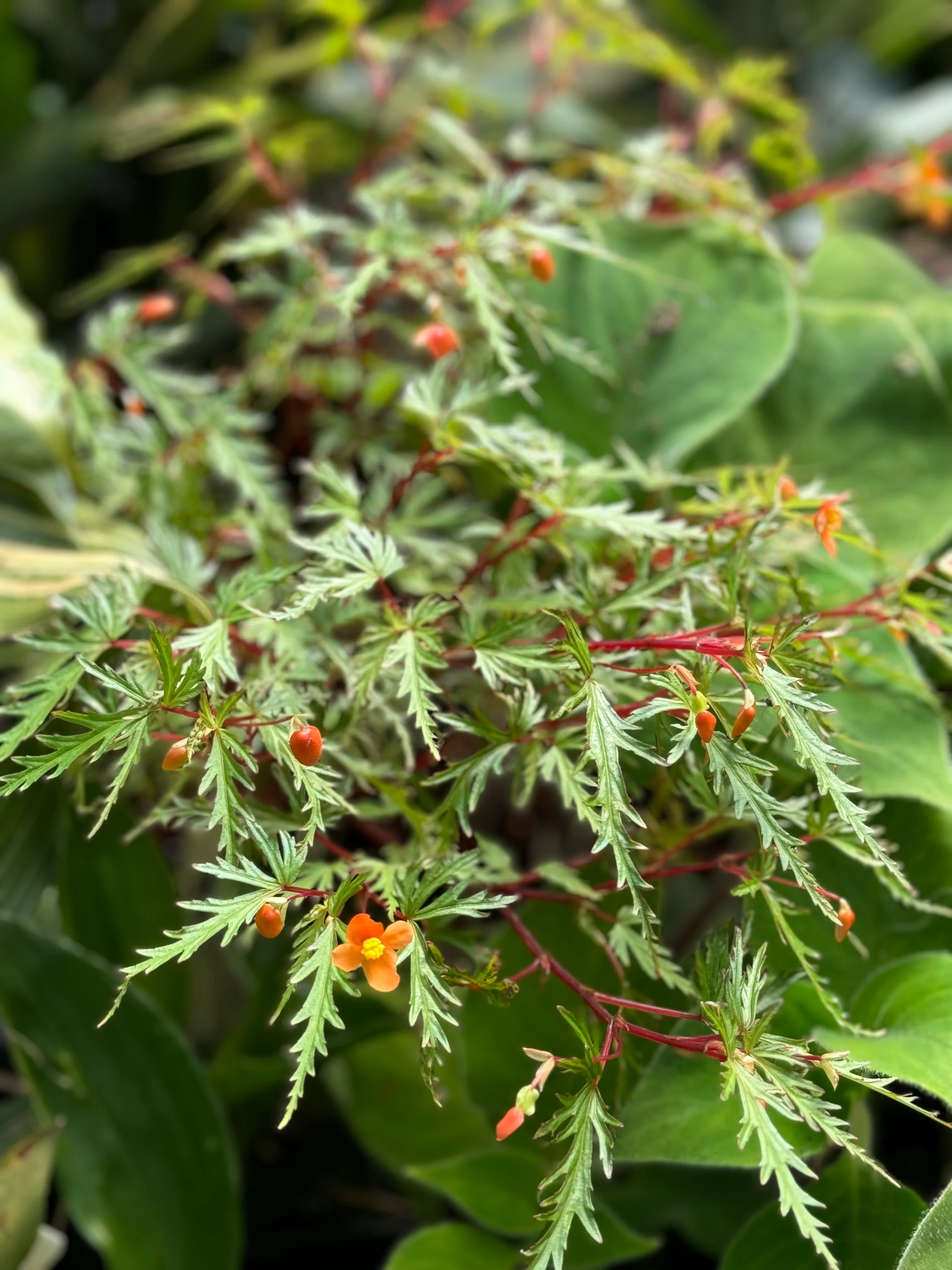 Begonia sutherlandii var. dissecta - Image 2
