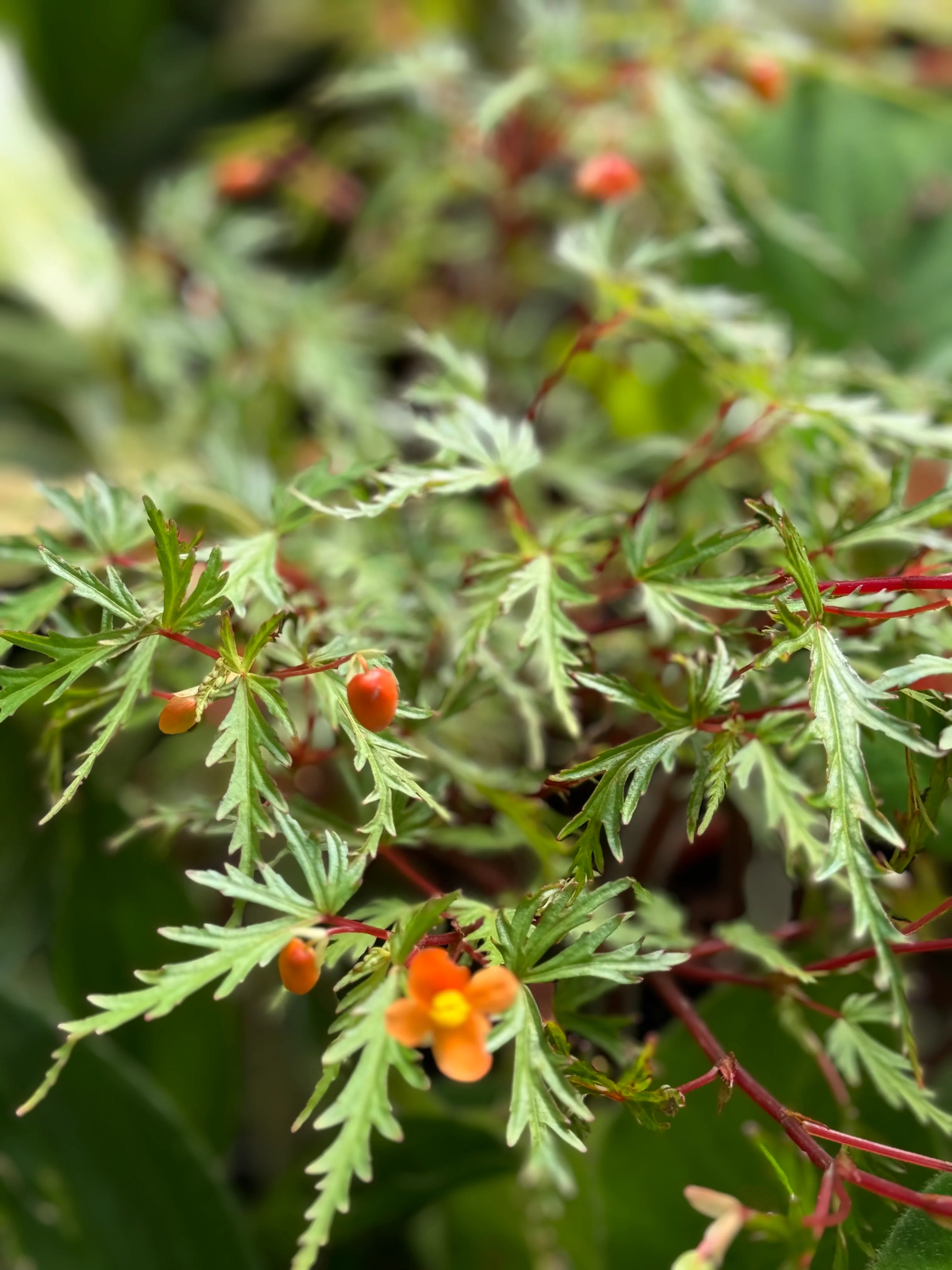 Begonia sutherlandii var. dissecta - Image 3