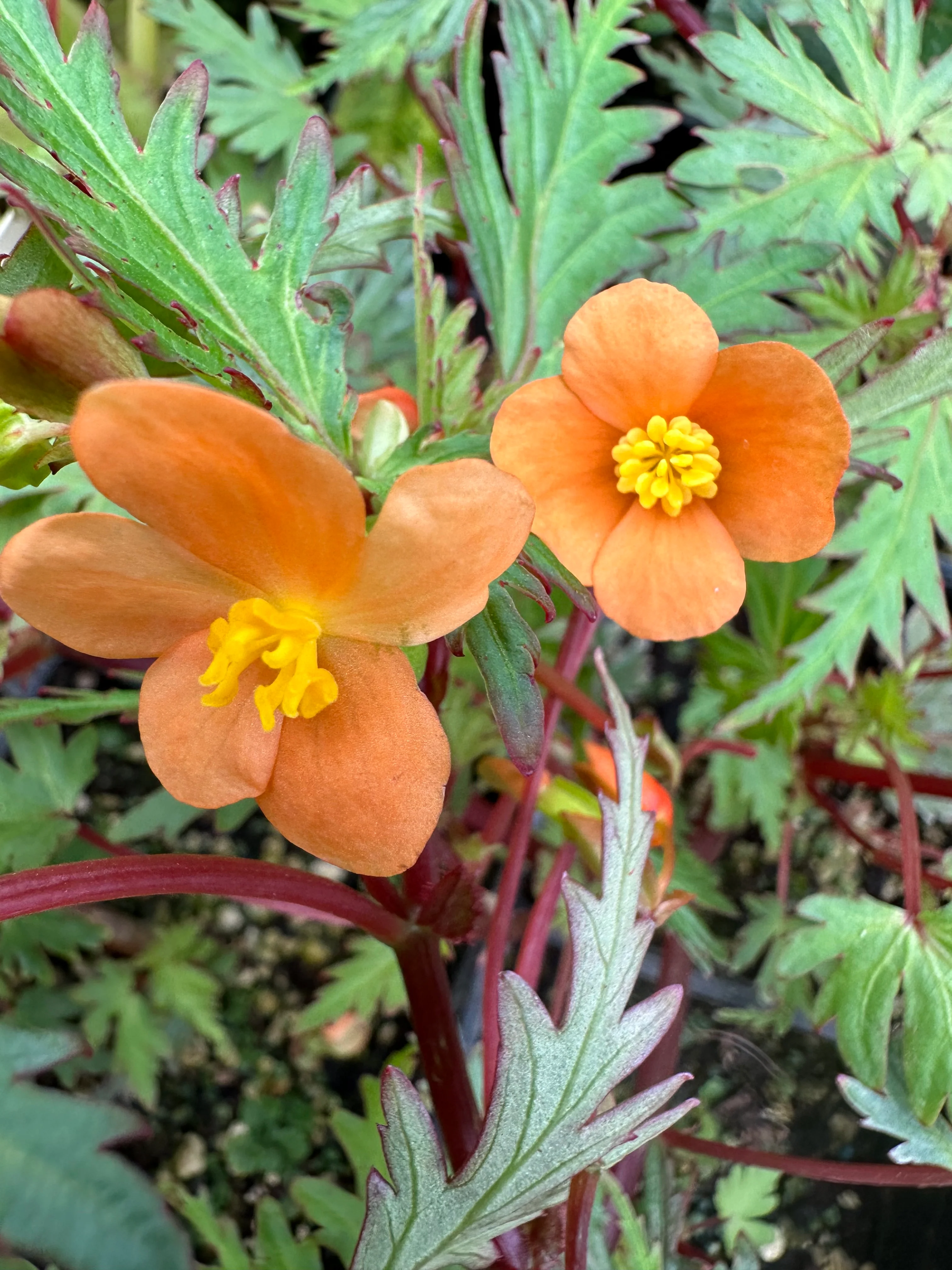 Begonia sutherlandii var. dissecta - Image 4