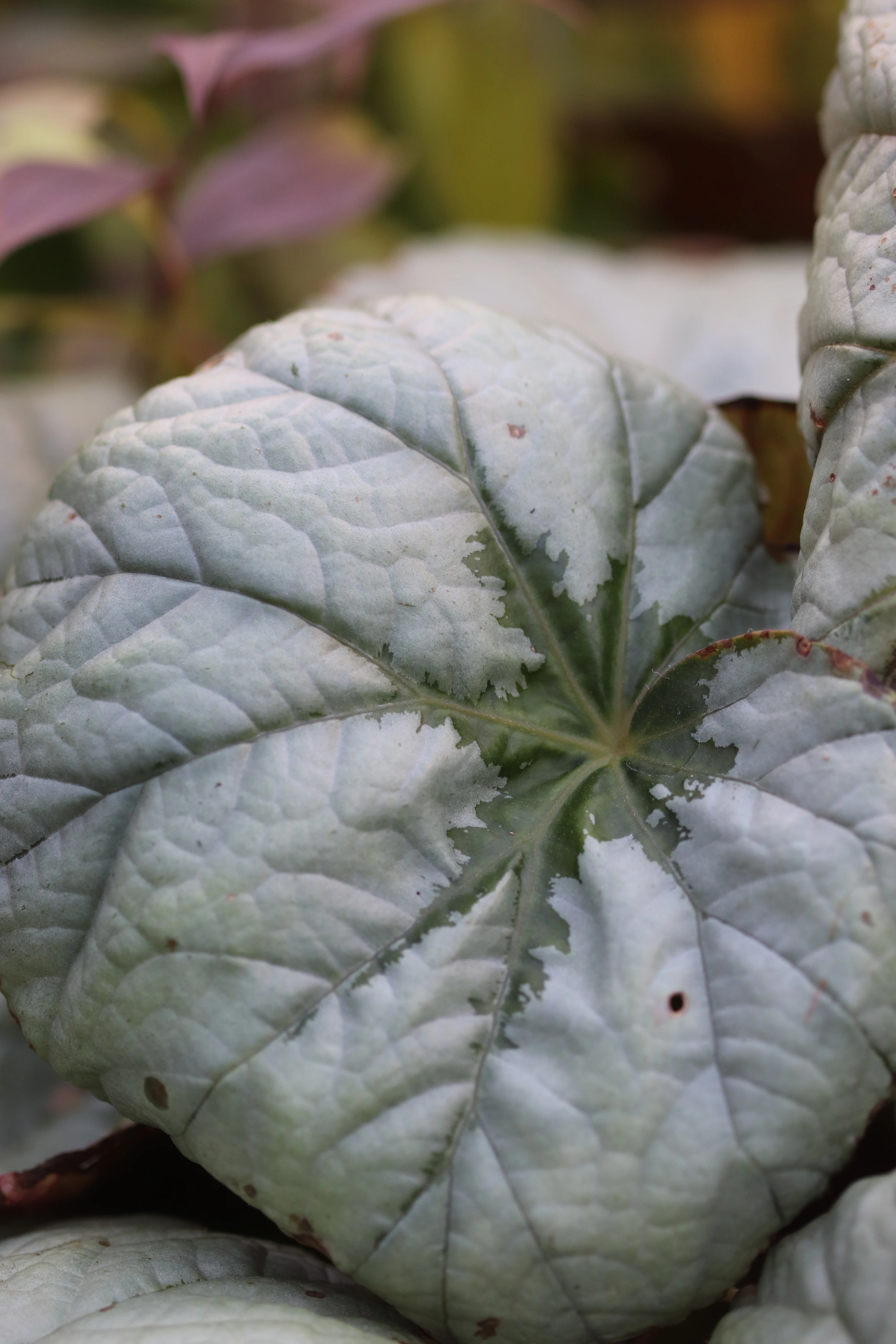 Begonia U489 - Image 3