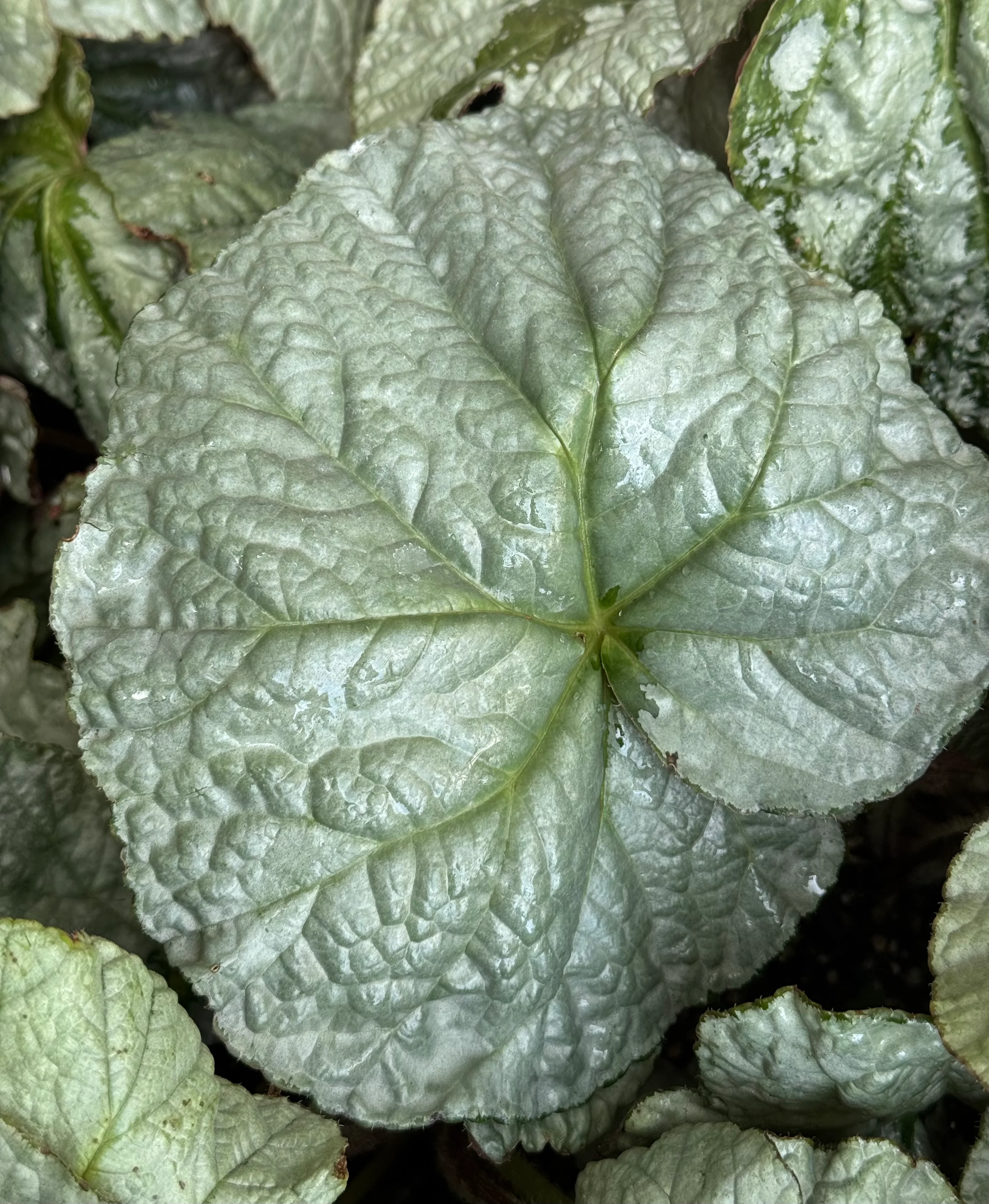 Begonia U489 - Image 4