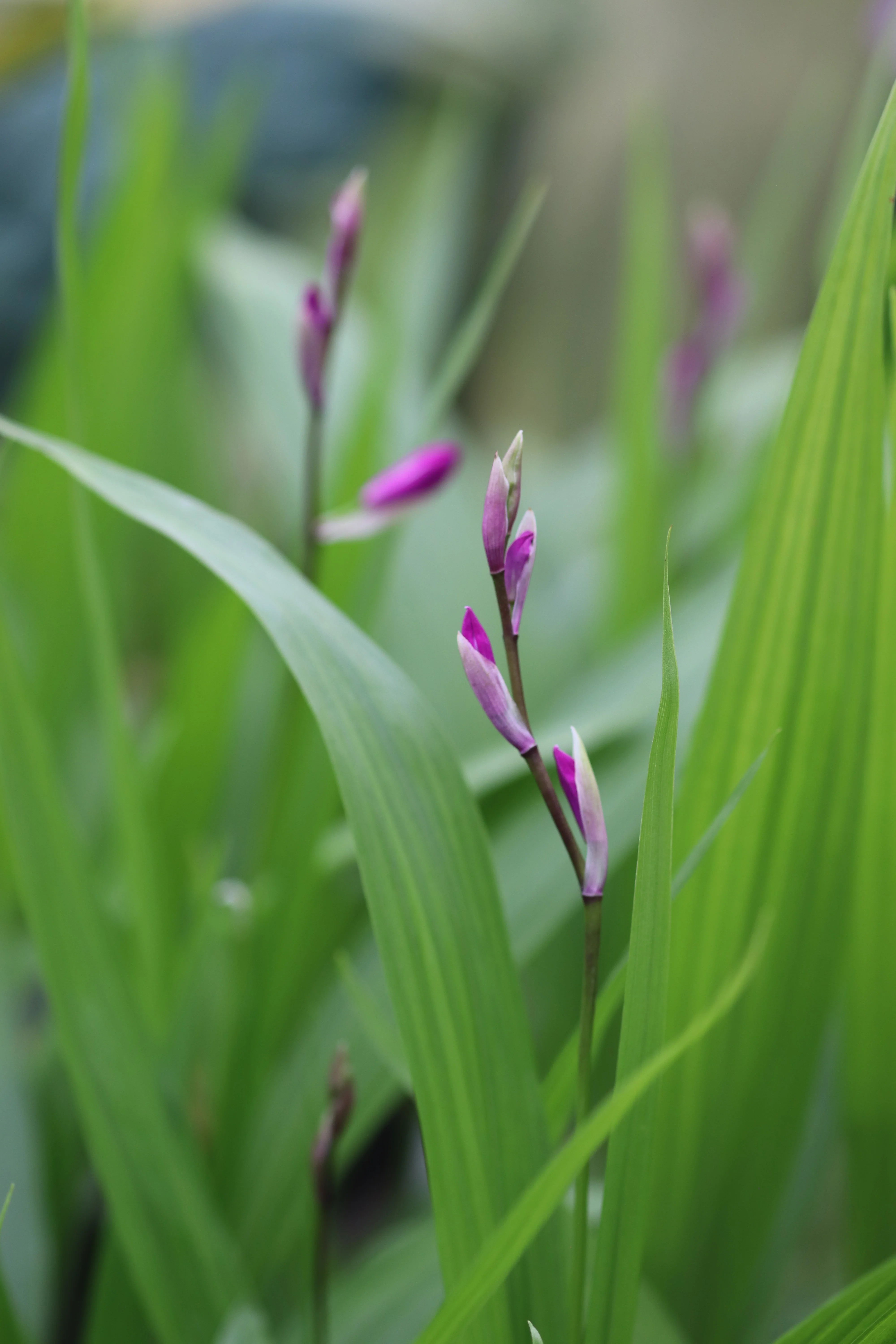 Bletilla striata [solid rose/purple] - Image 2