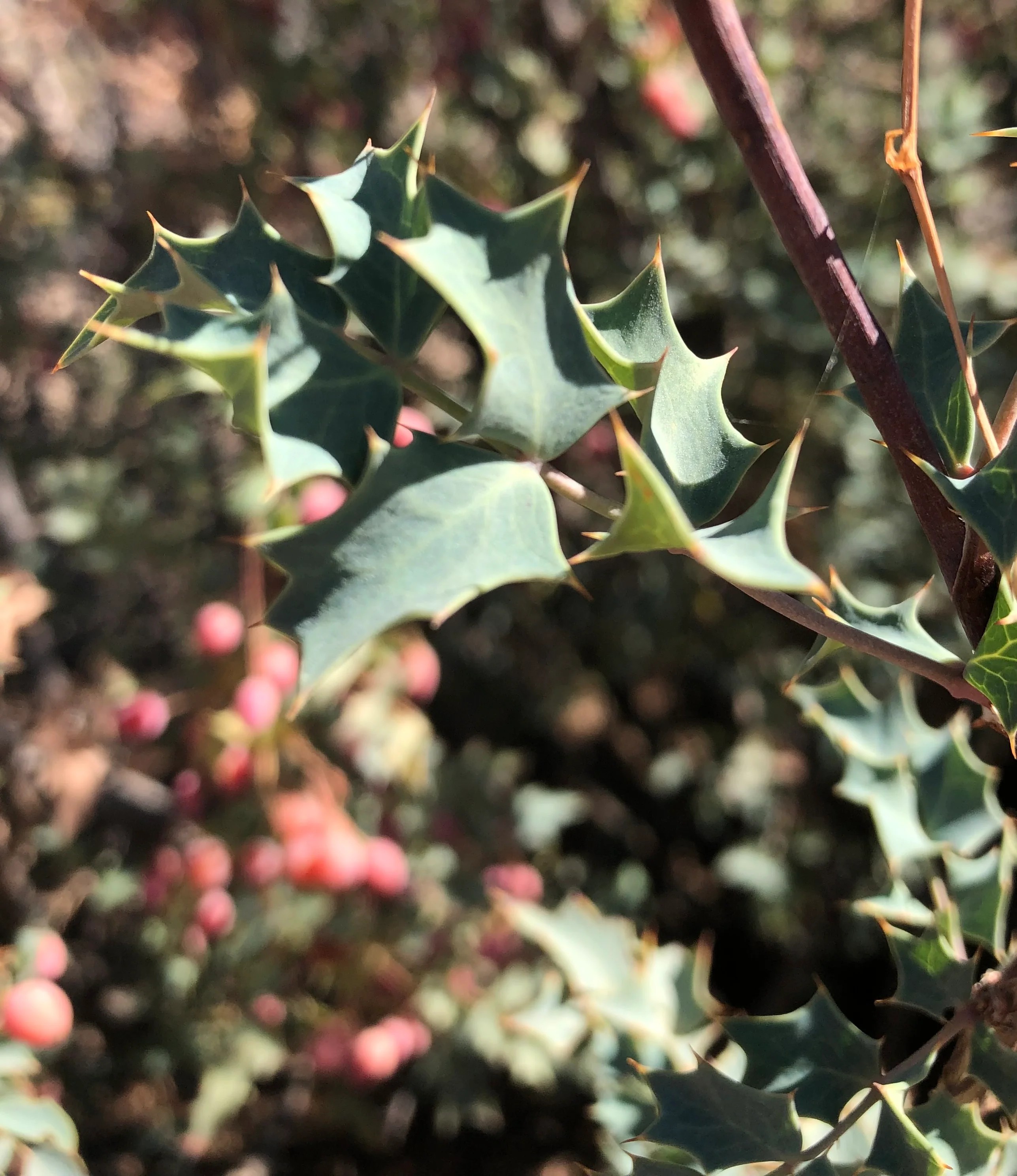 Berberis aff. haematocarpa - Mt. Trumball, AZ
