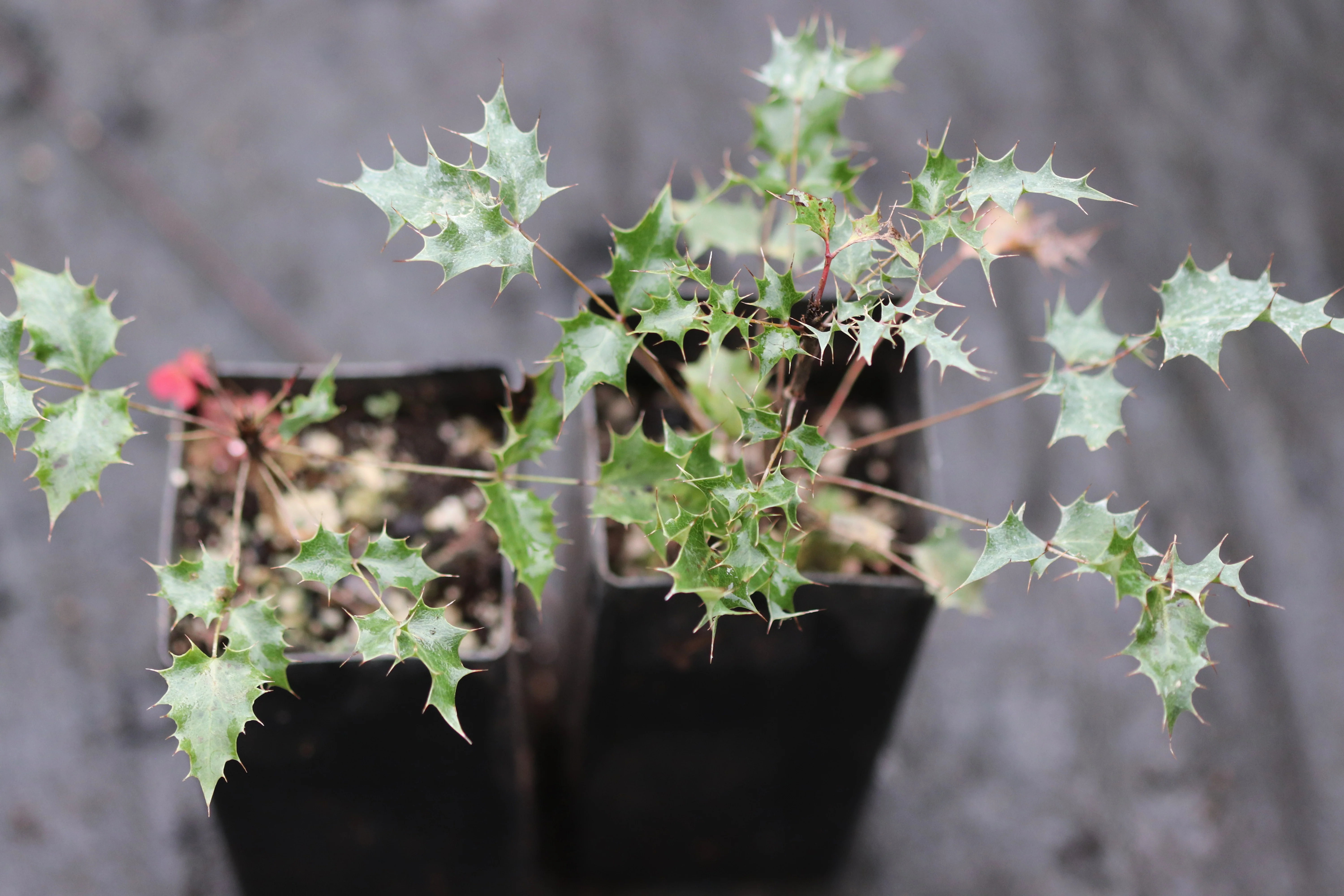 Berberis aff. haematocarpa - Mt. Trumball, AZ - Image 2