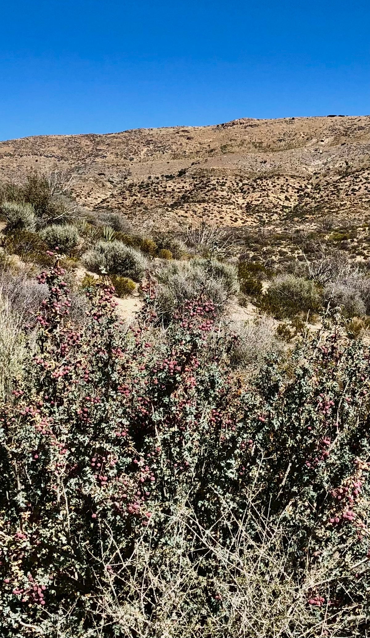 Berberis aff. haematocarpa - Mt. Trumball, AZ - Image 3