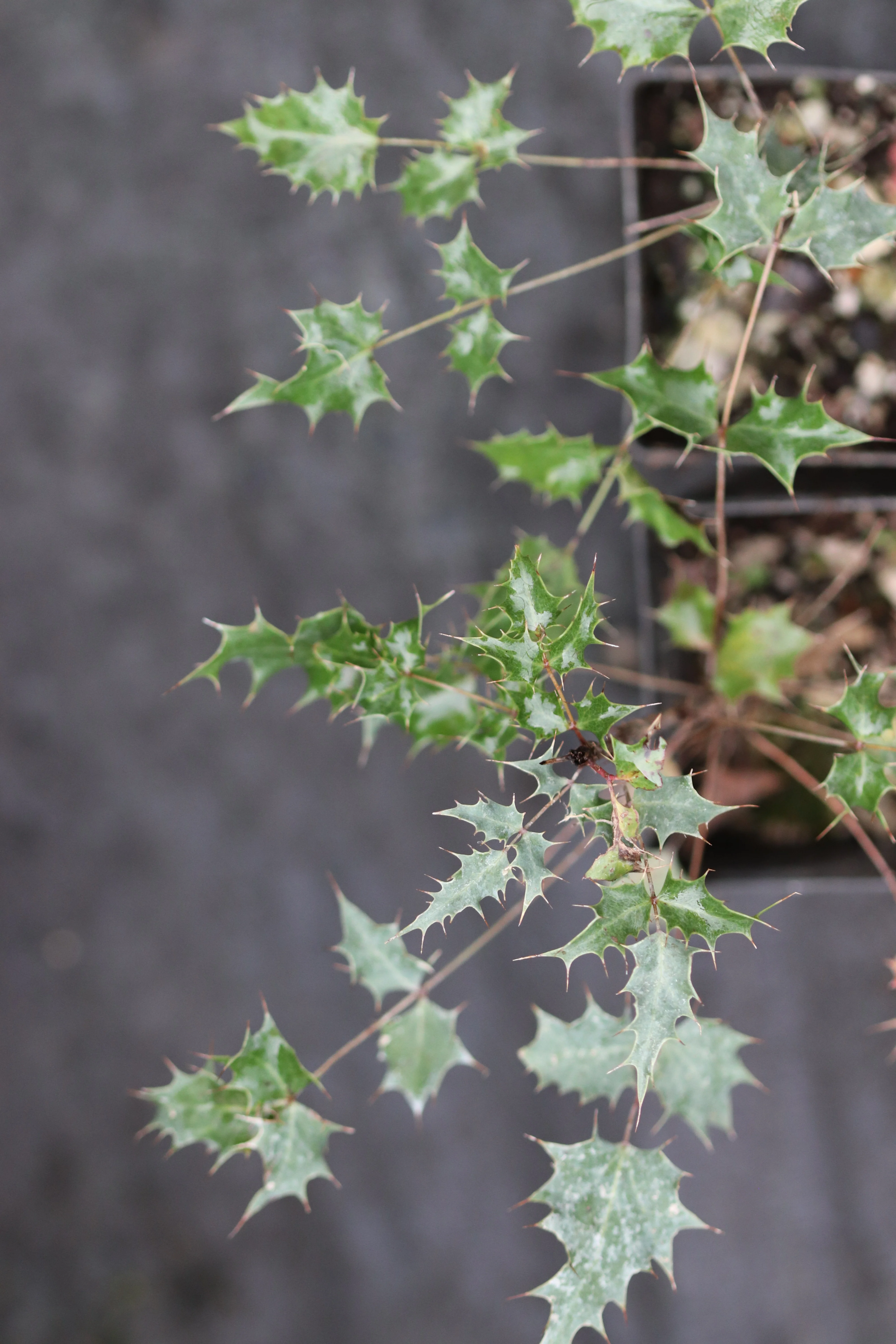 Berberis aff. haematocarpa - Mt. Trumball, AZ - Image 4