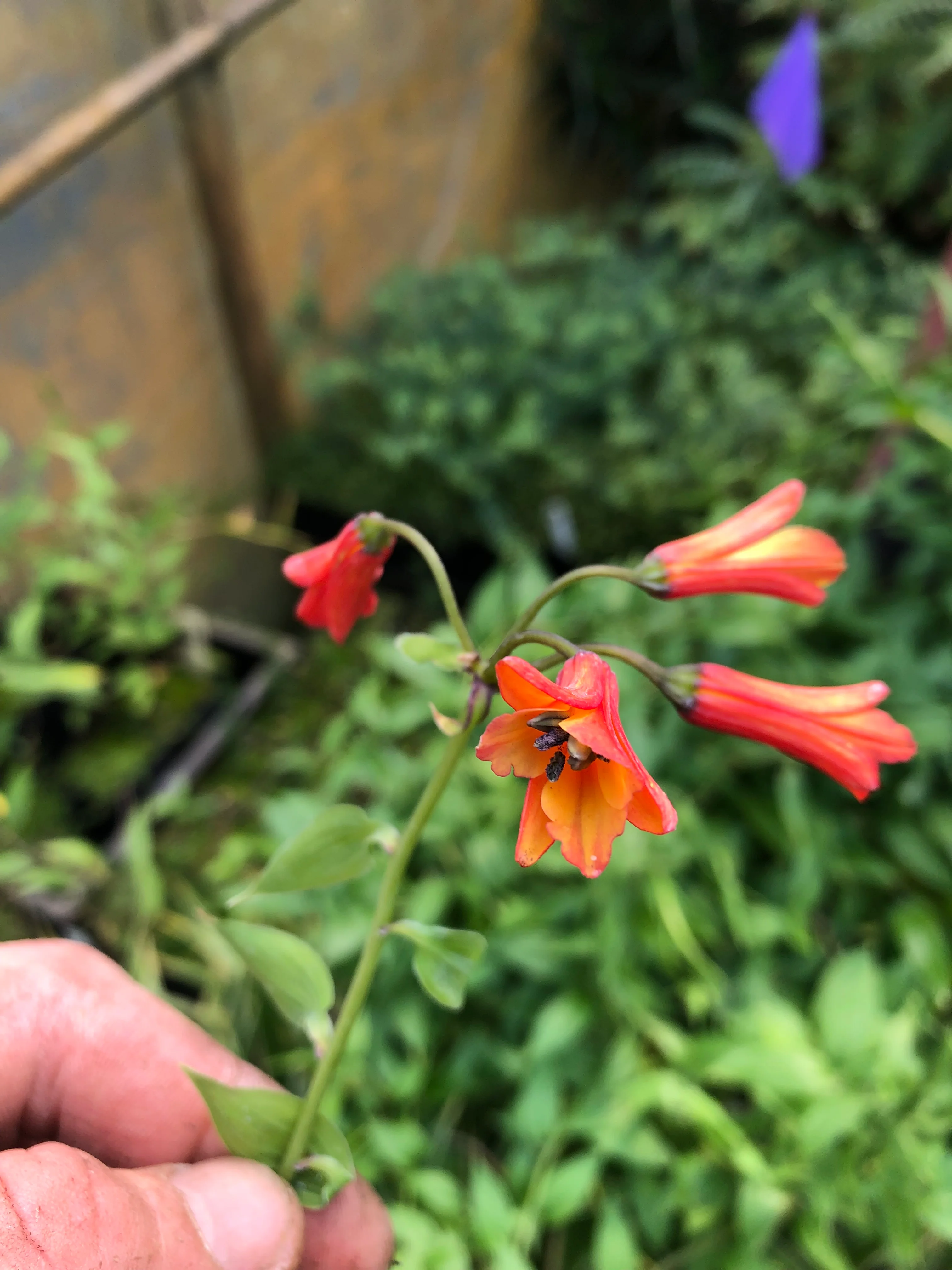 Bomarea x Alstroemeria - Image 4