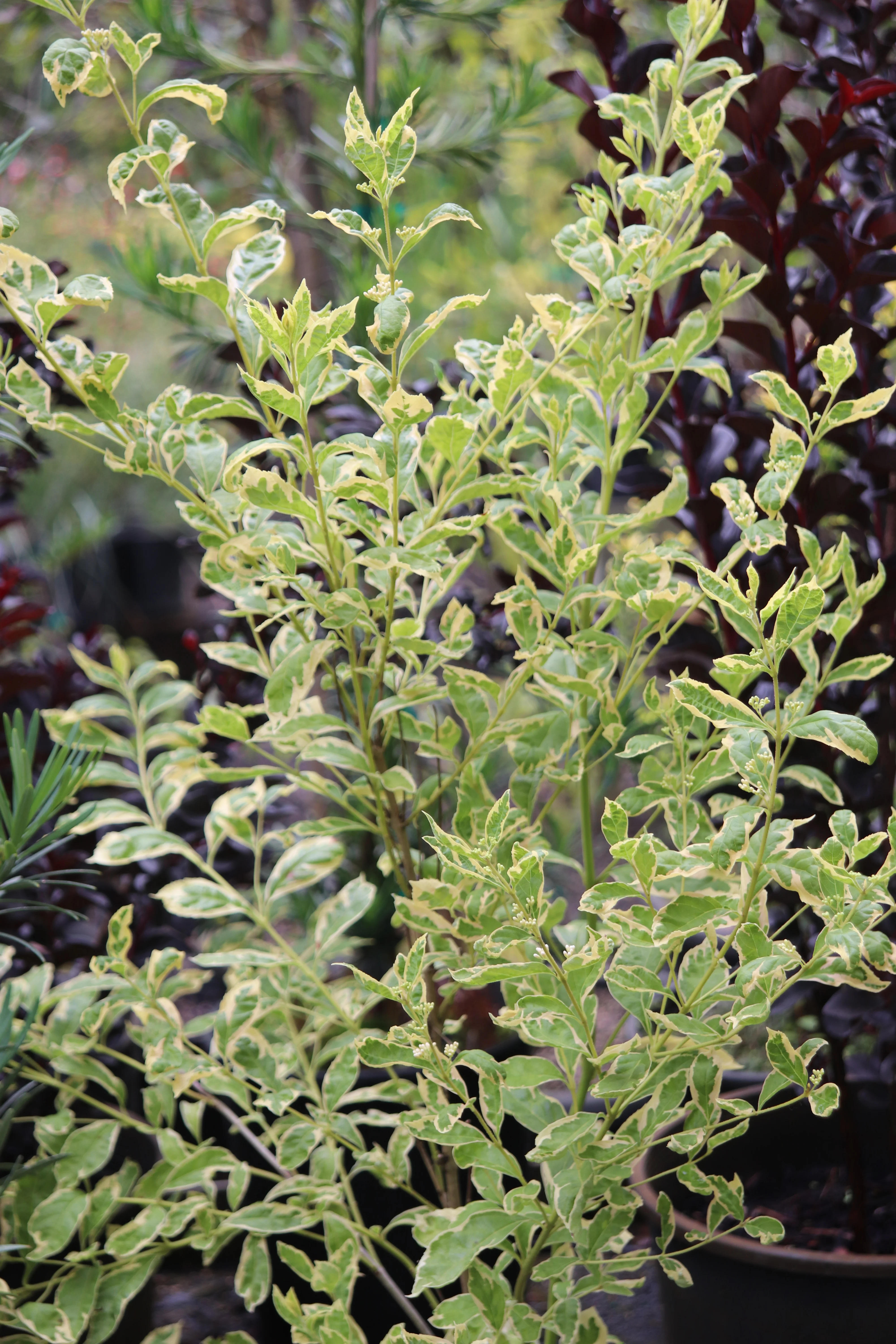 *RETAIL - Callicarpa dichotoma 'Duet' - Image 2