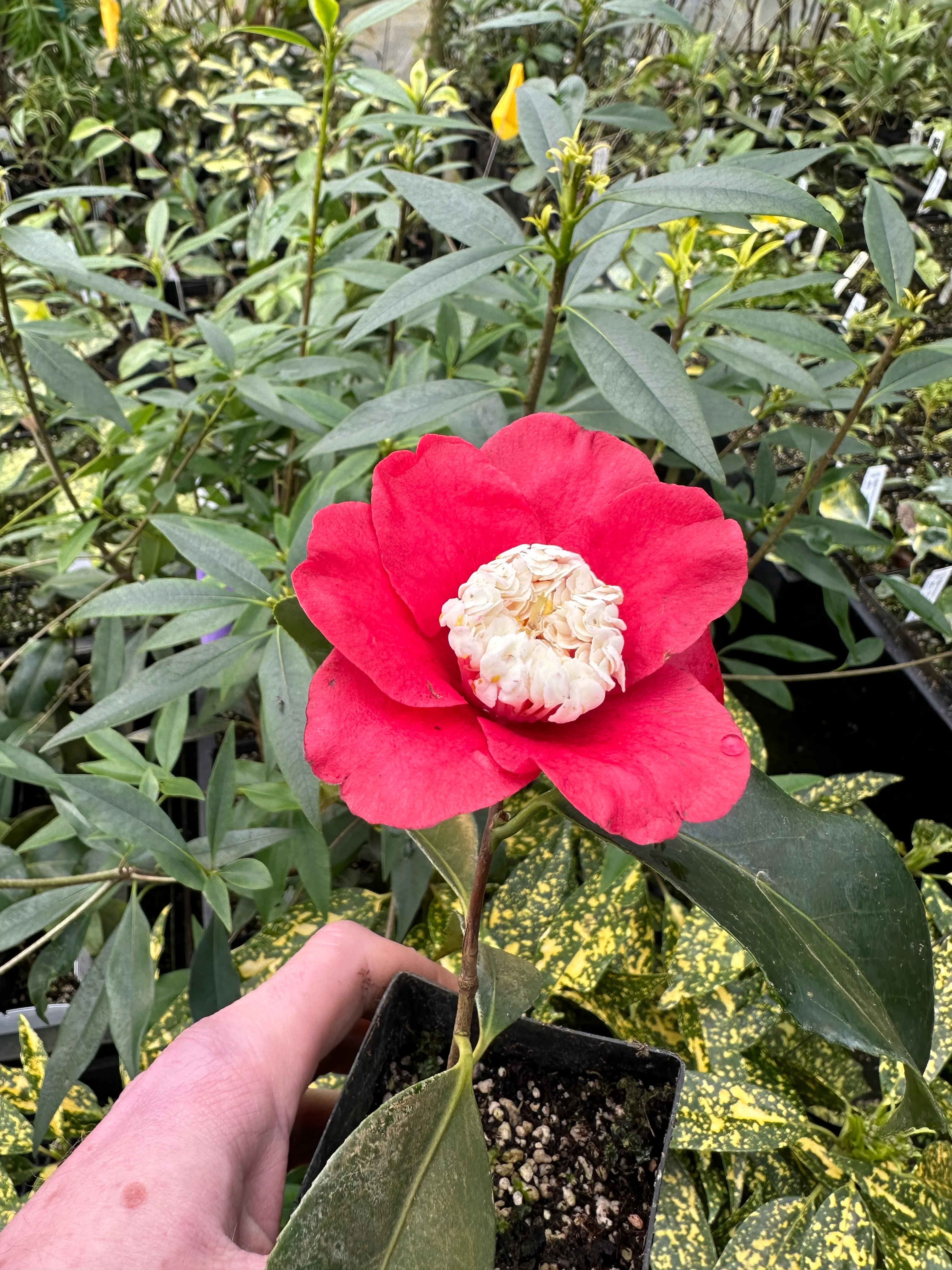 Camellia japonica ‘Bokuhan’ - Image 2
