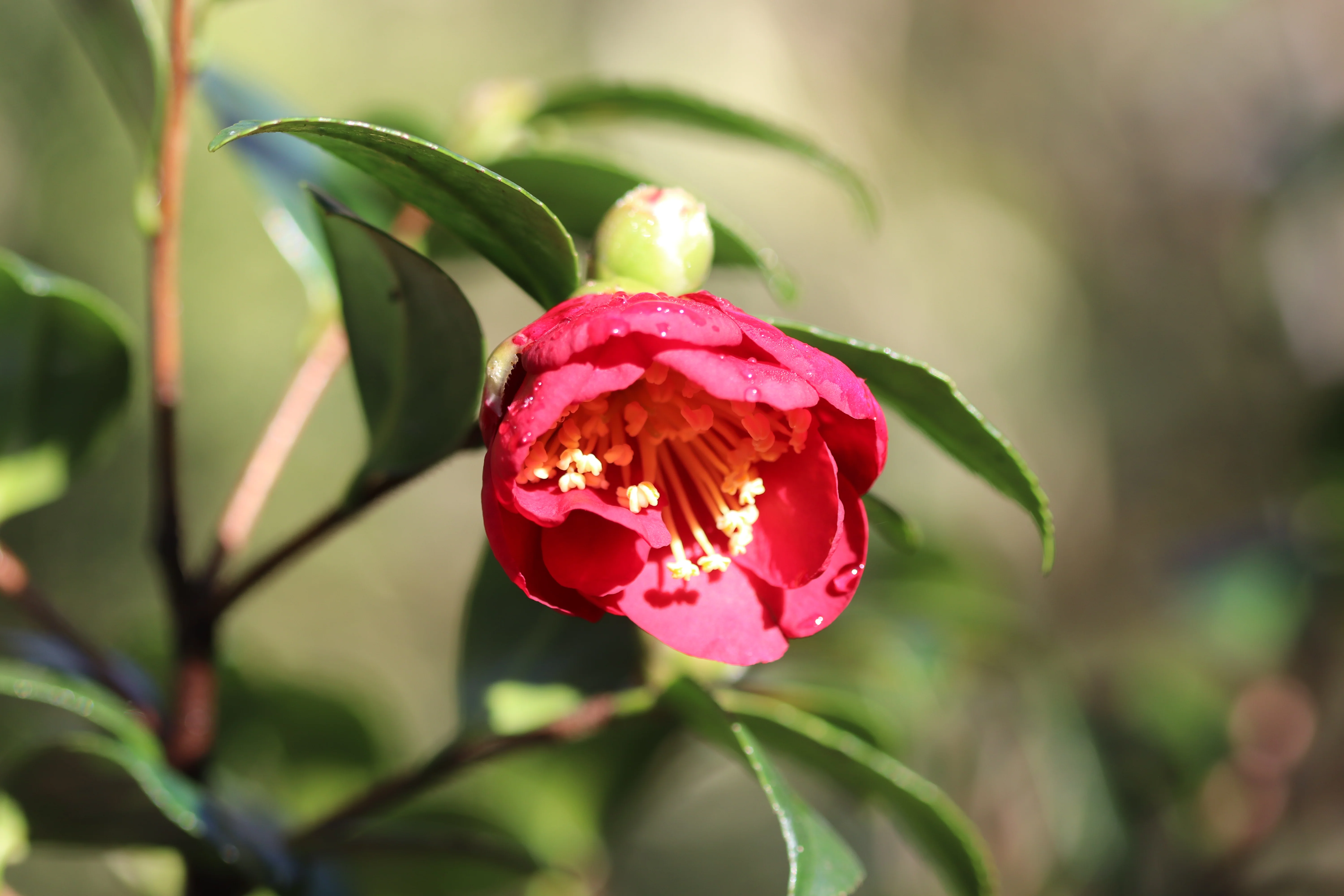 *RETAIL - Camellia sasanqua 'Yuletide' - Image 2