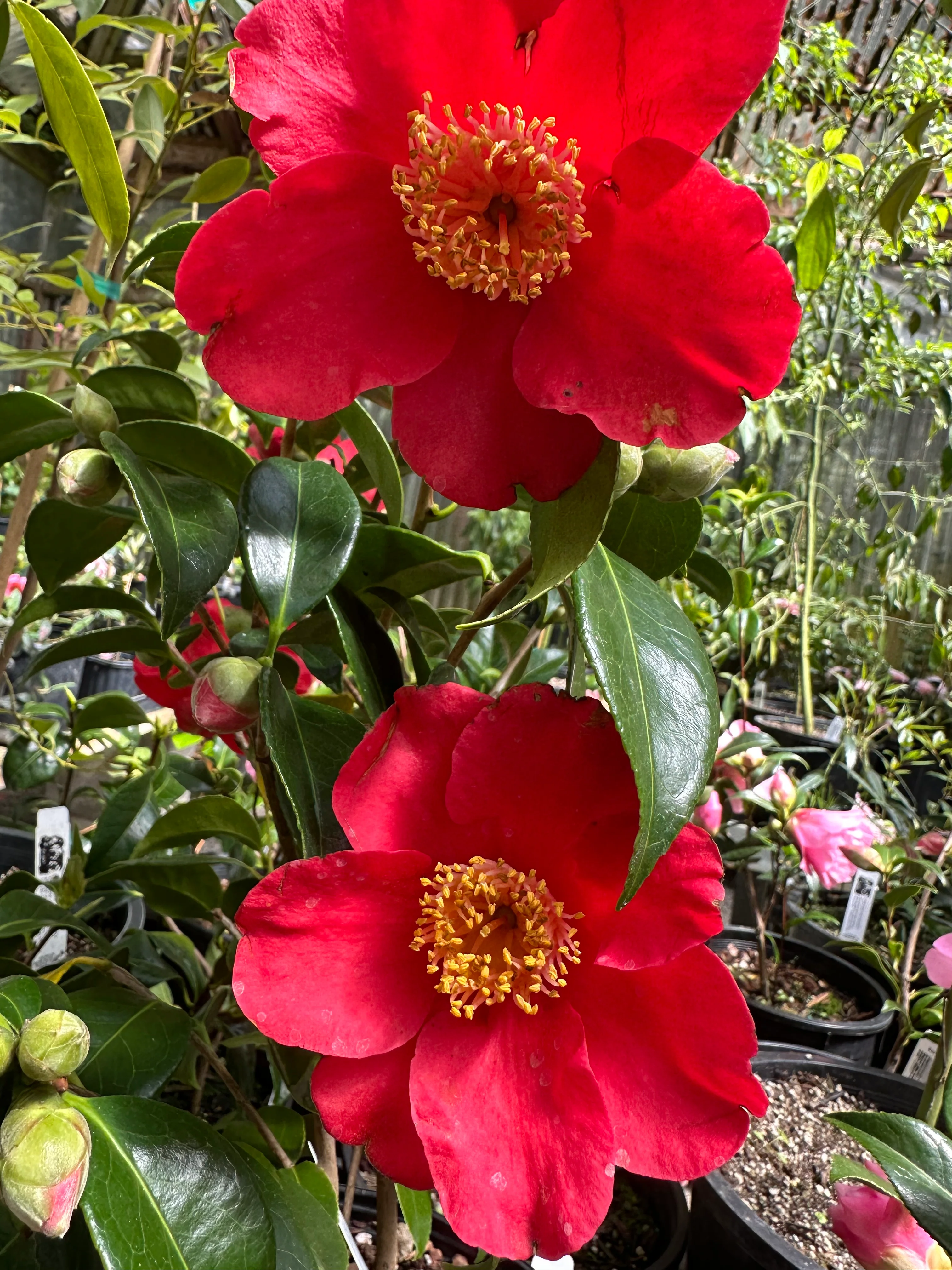 *RETAIL - Camellia sasanqua 'Yuletide' - Image 3
