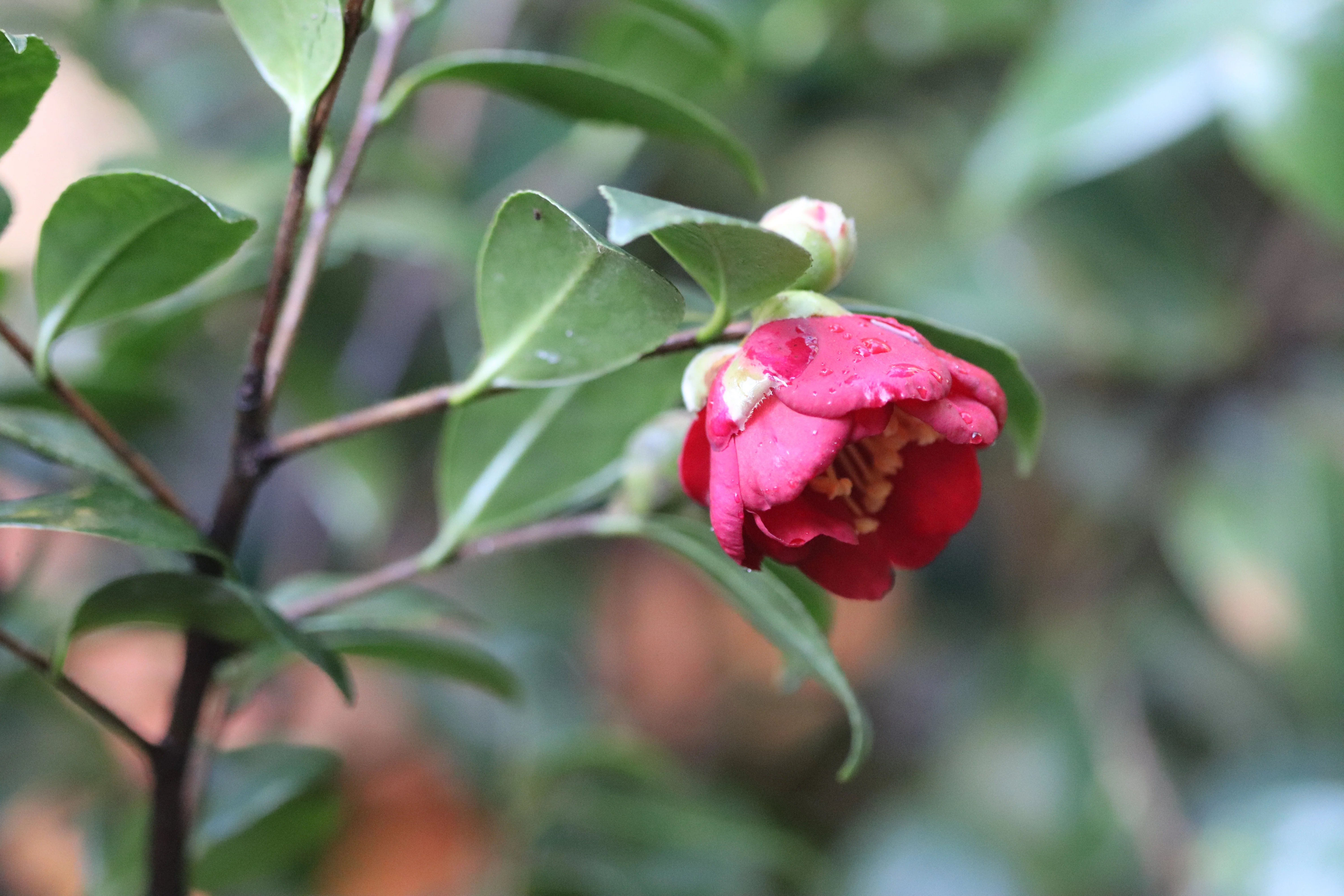 *RETAIL - Camellia sasanqua 'Yuletide' - Image 4