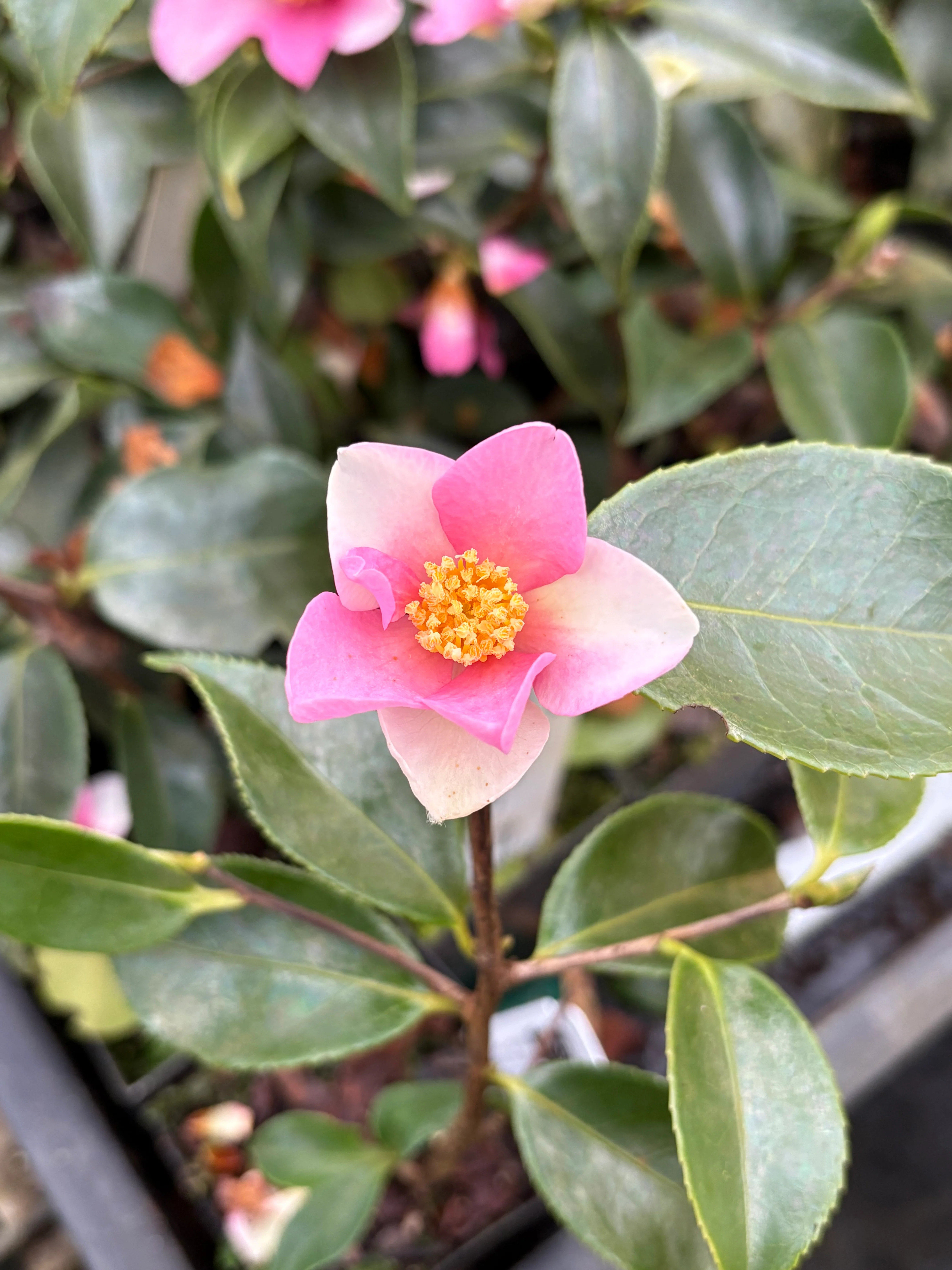Camellia x ‘Yume’ - Image 3