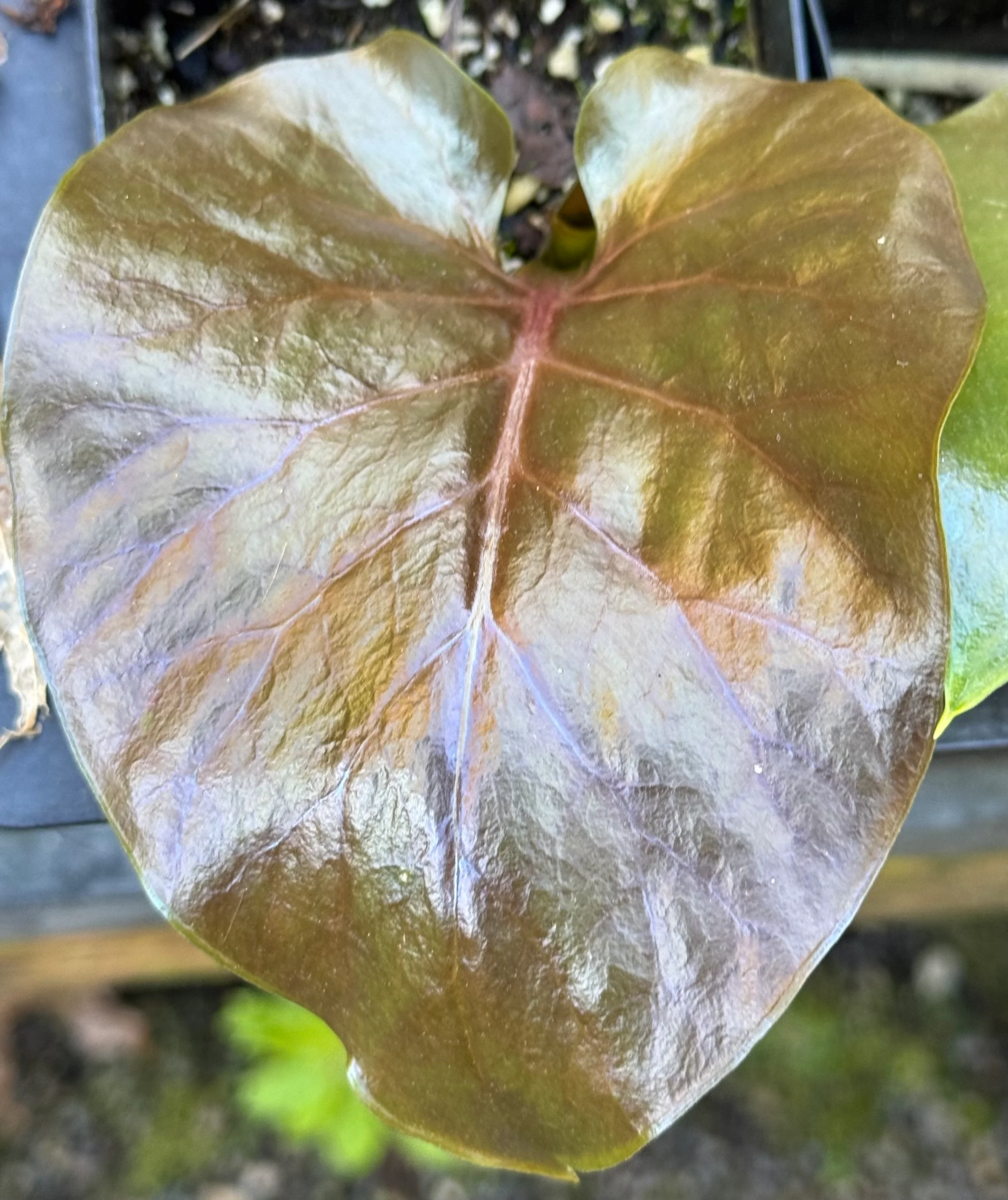 Cardiocrinum giganteum [red form] - Image 2