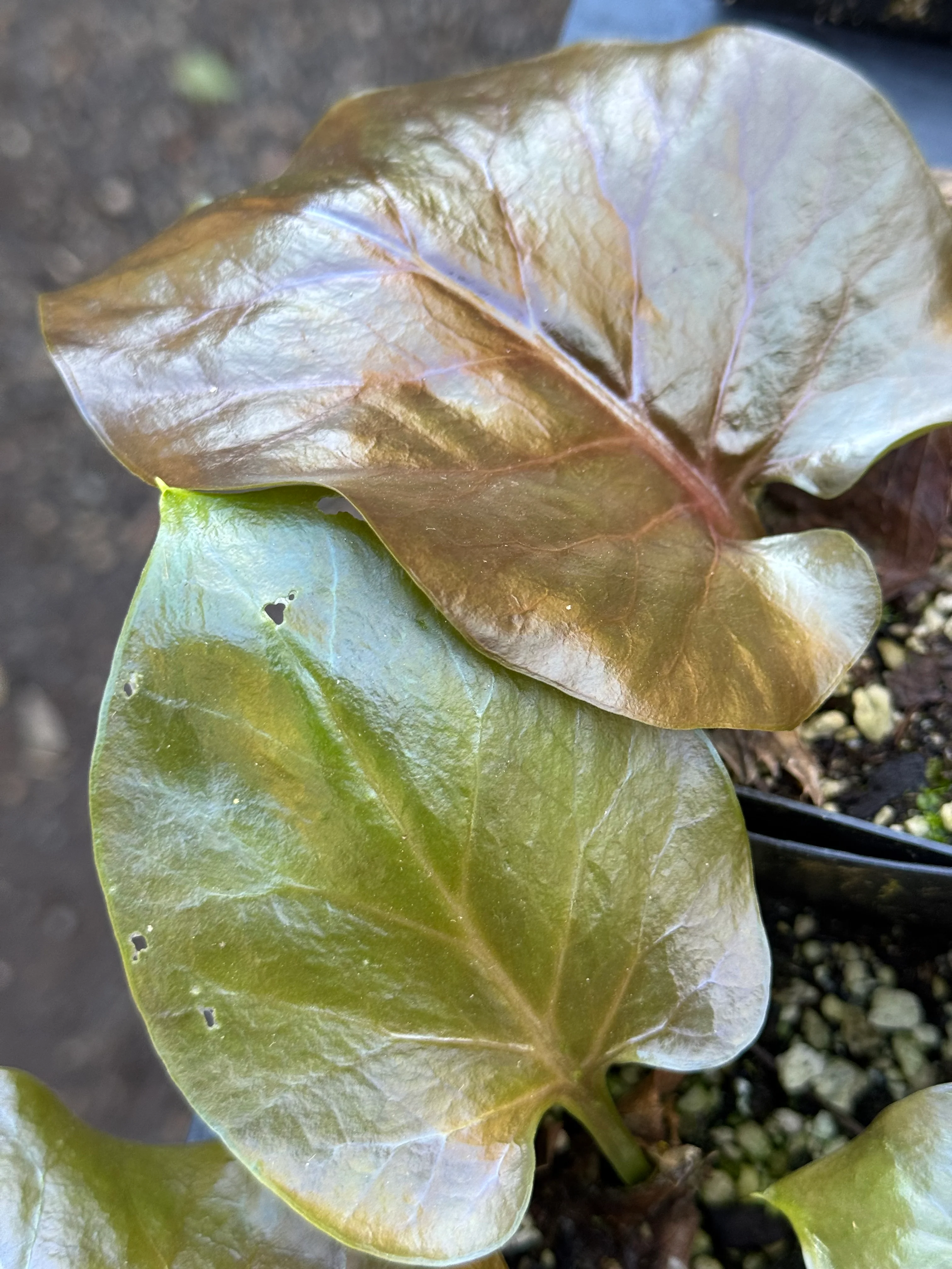 Cardiocrinum giganteum [red form] - Image 3