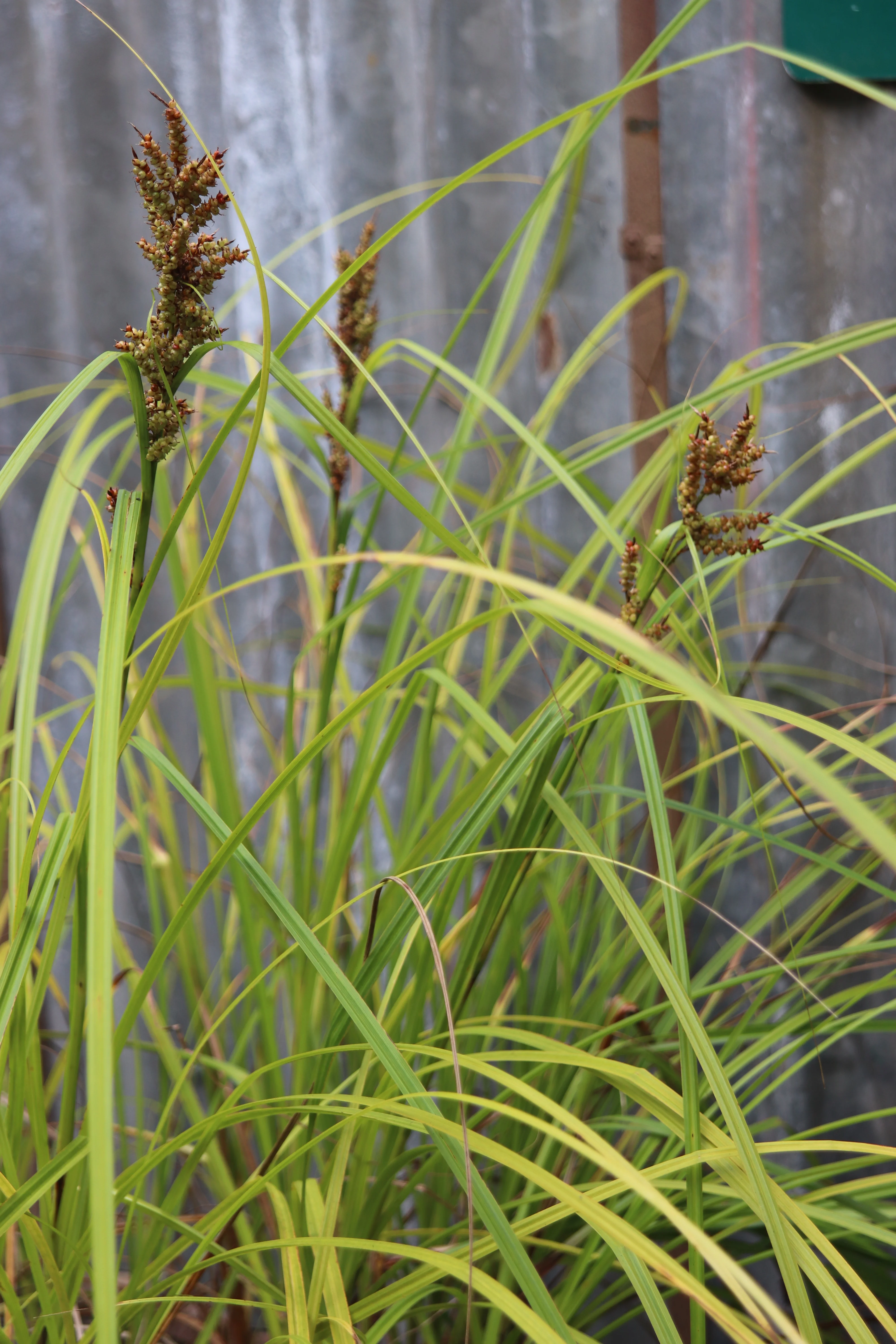Carex baccans