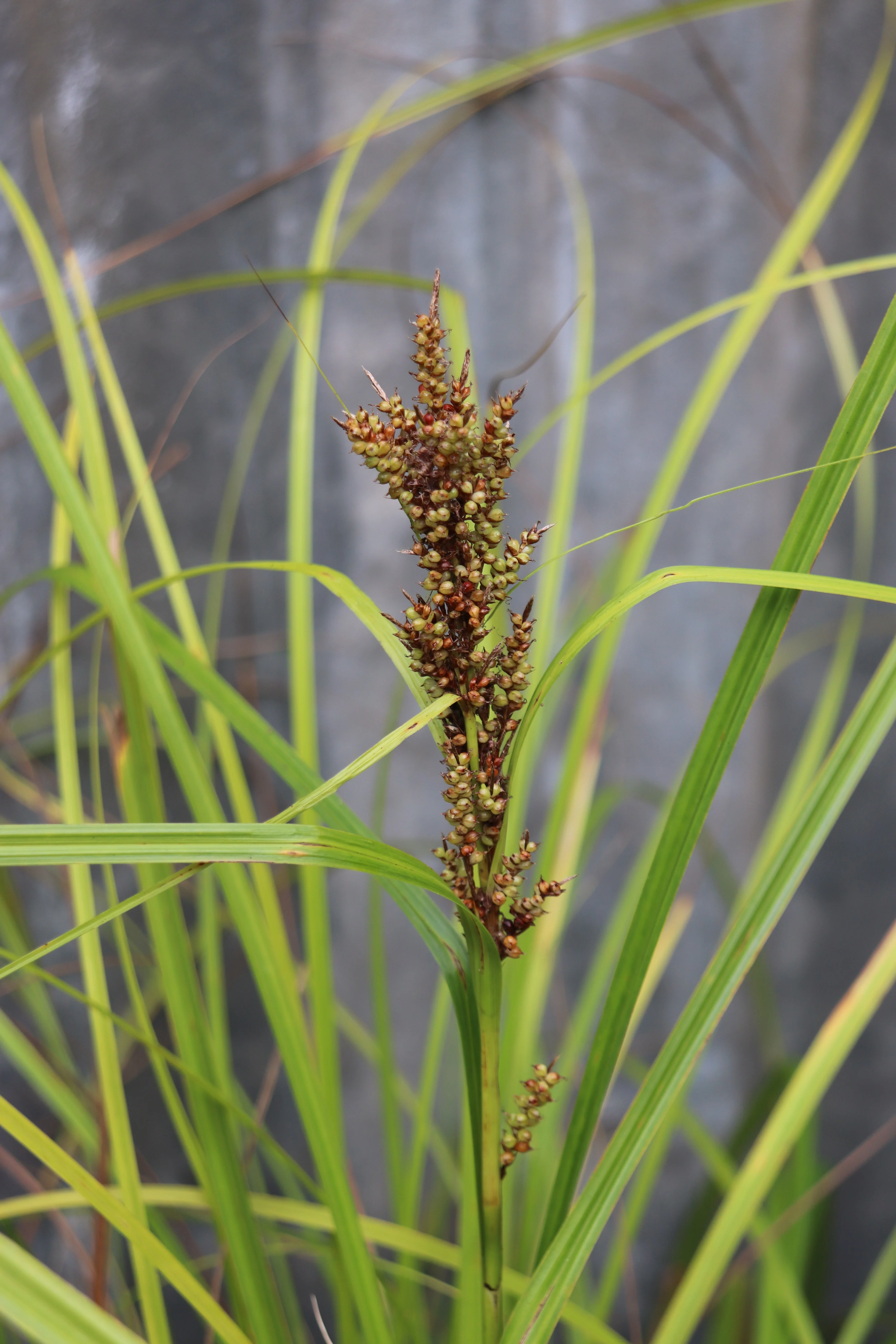Carex baccans - Image 2