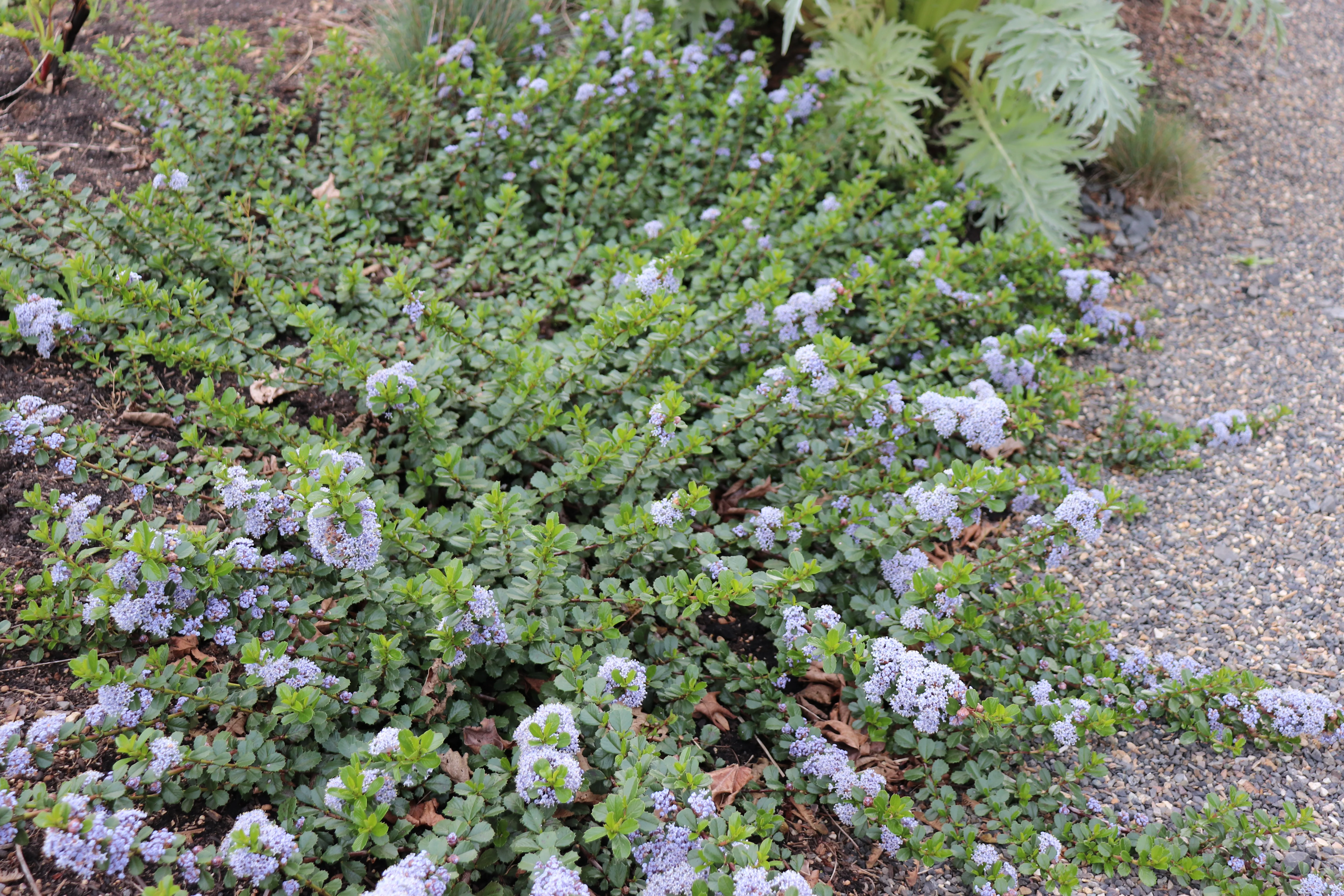 *RETAIL - Ceanothus gloriosus 'Point Reyes' - Image 2