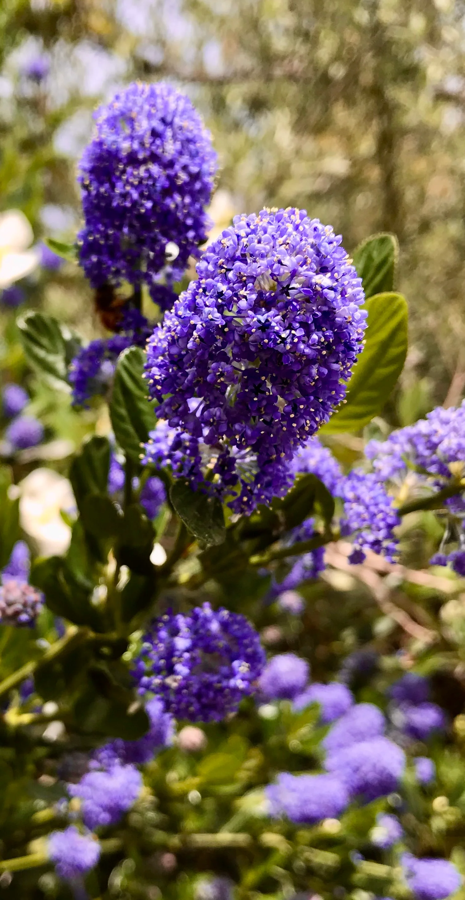 *RETAIL - Ceanothus thyrsiflorus 'Oakridge' - Image 3