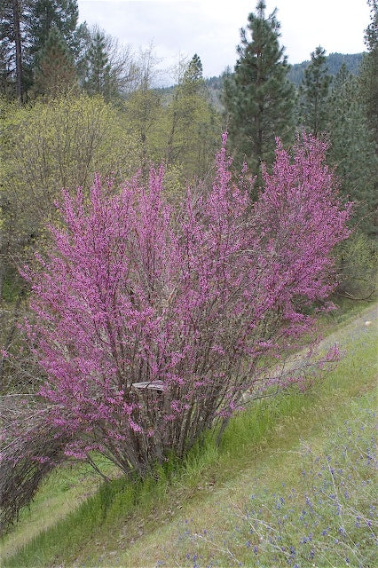 Cercis occidentalis - Image 2