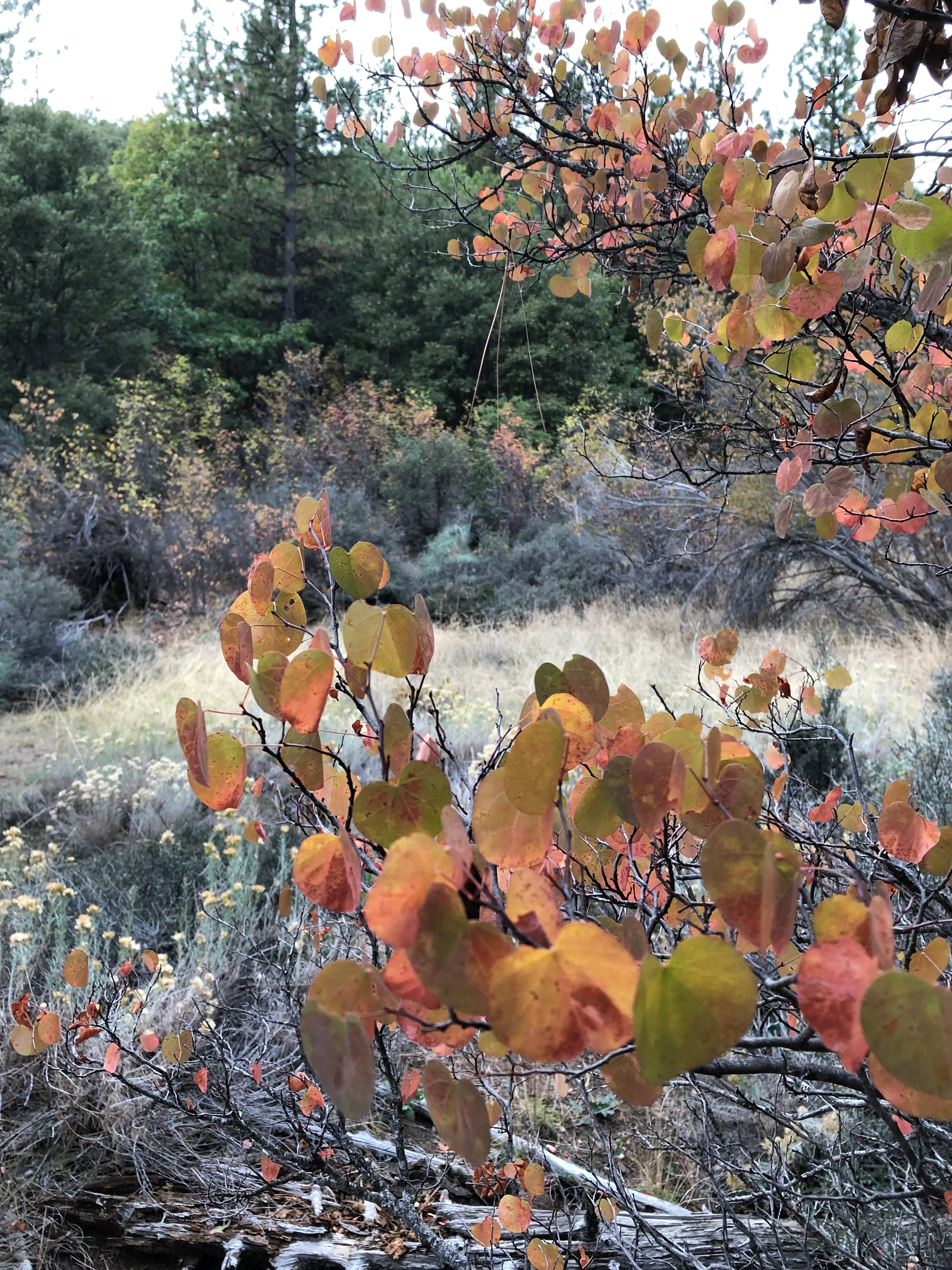 Cercis occidentalis - Image 3