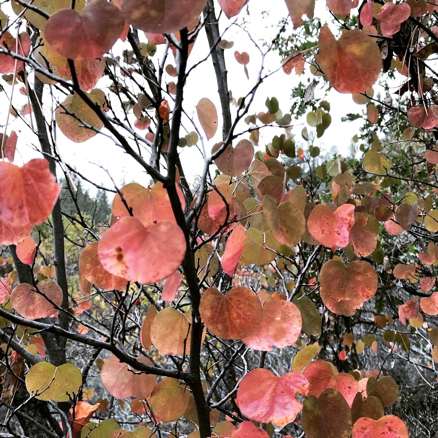 Cercis occidentalis - Image 4