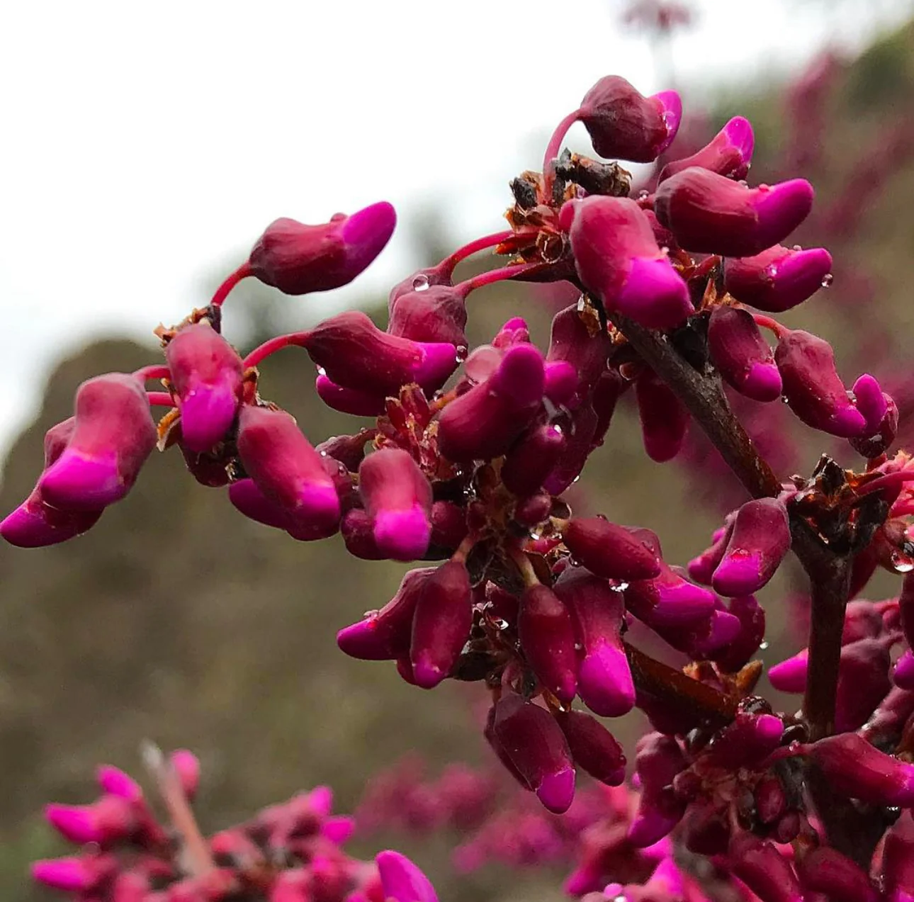 Cercis occidentalis - Image 5