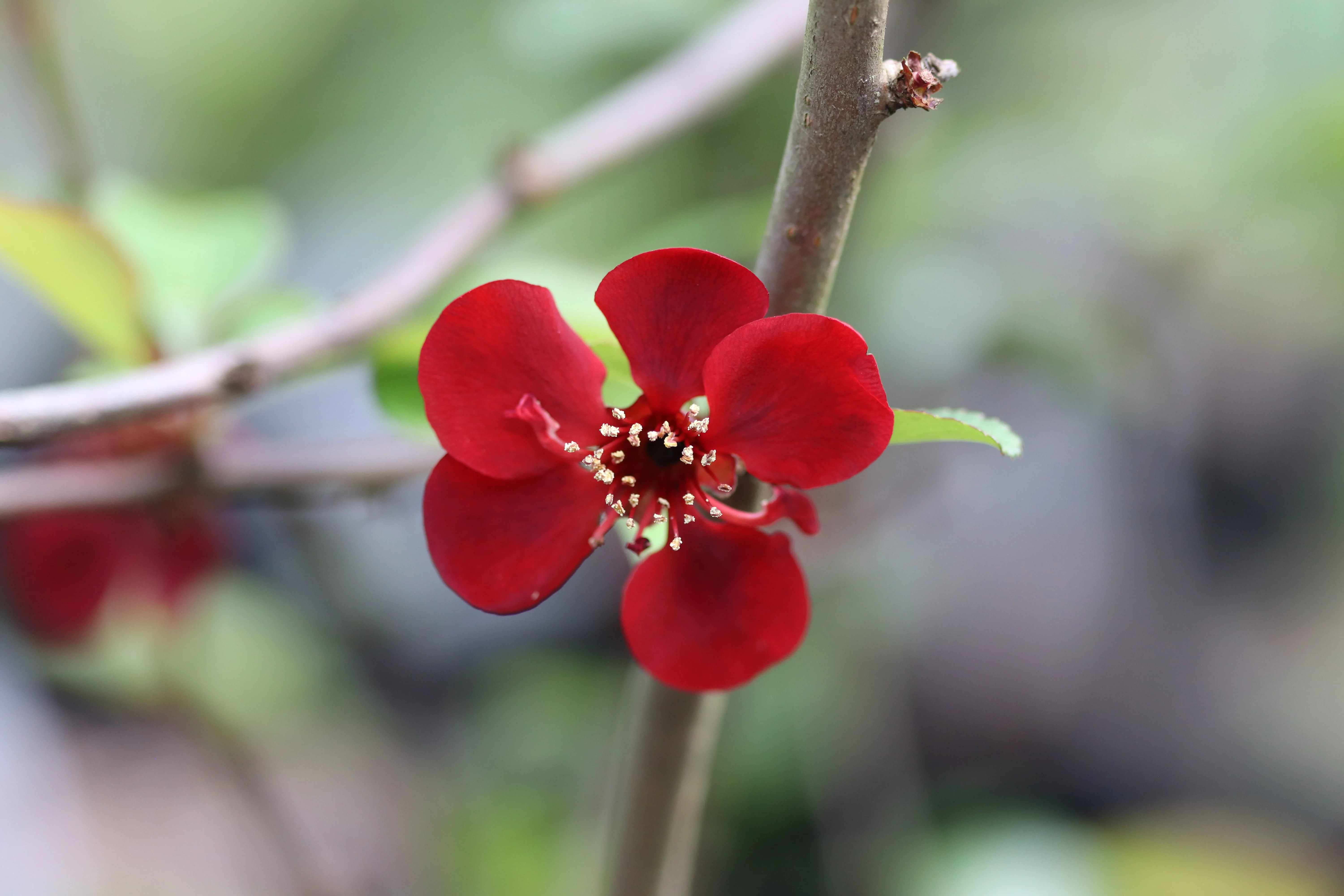 *RETAIL - Chaenomeles japonica 'Atsuya Hamada' - Image 2
