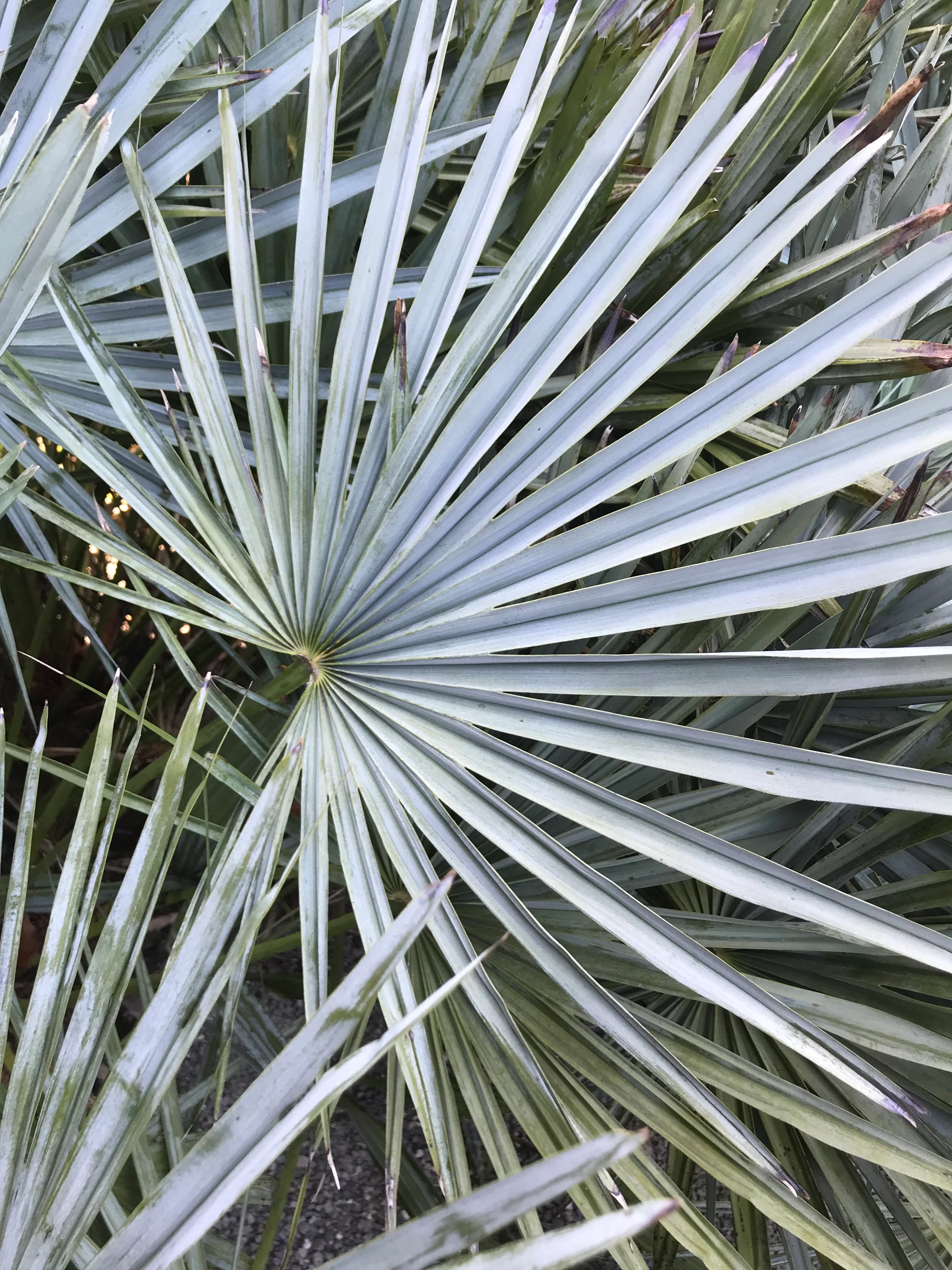 *RETAIL - Chamaerops humilis var. cerifera