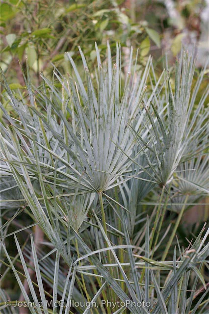 *RETAIL - Chamaerops humilis var. cerifera - Image 2