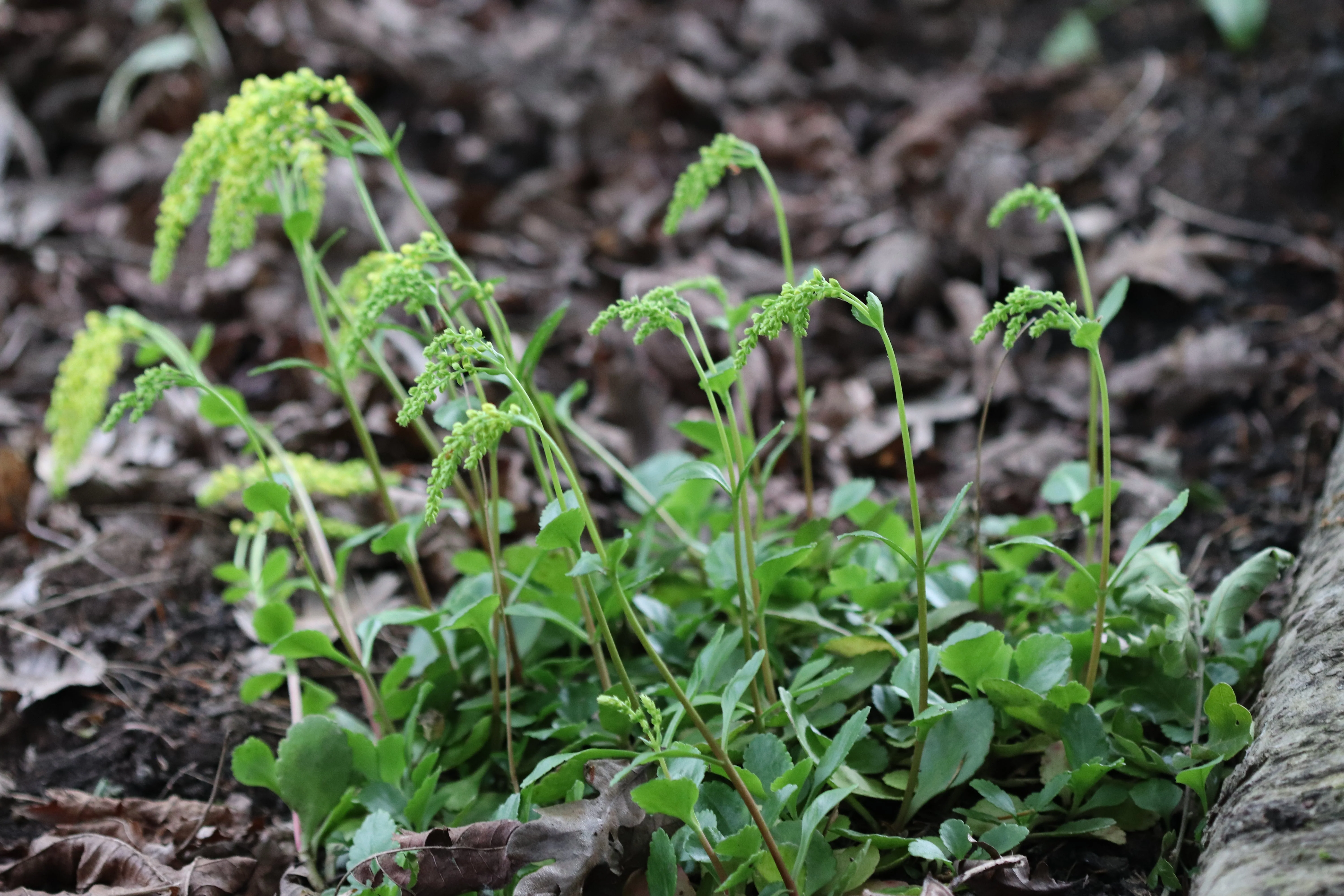 Chiastophyllum oppositifolium - Image 3