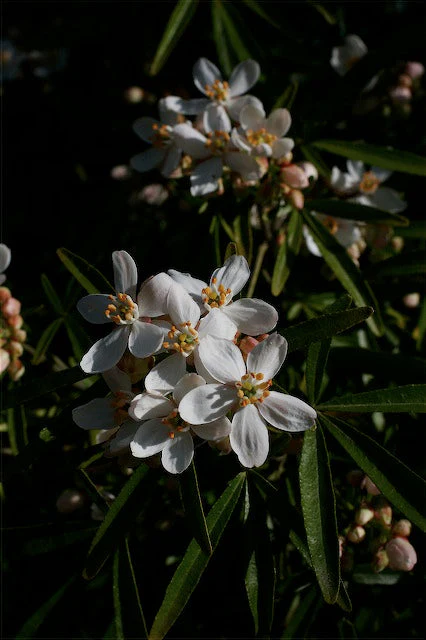 Choisya 'Aztec Pearl' - Image 3
