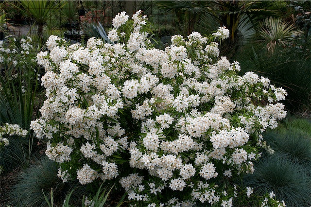 *RETAIL - Choisya 'Aztec Pearl' - Image 2