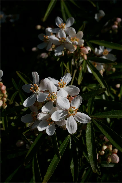 *RETAIL - Choisya 'Aztec Pearl' - Image 3