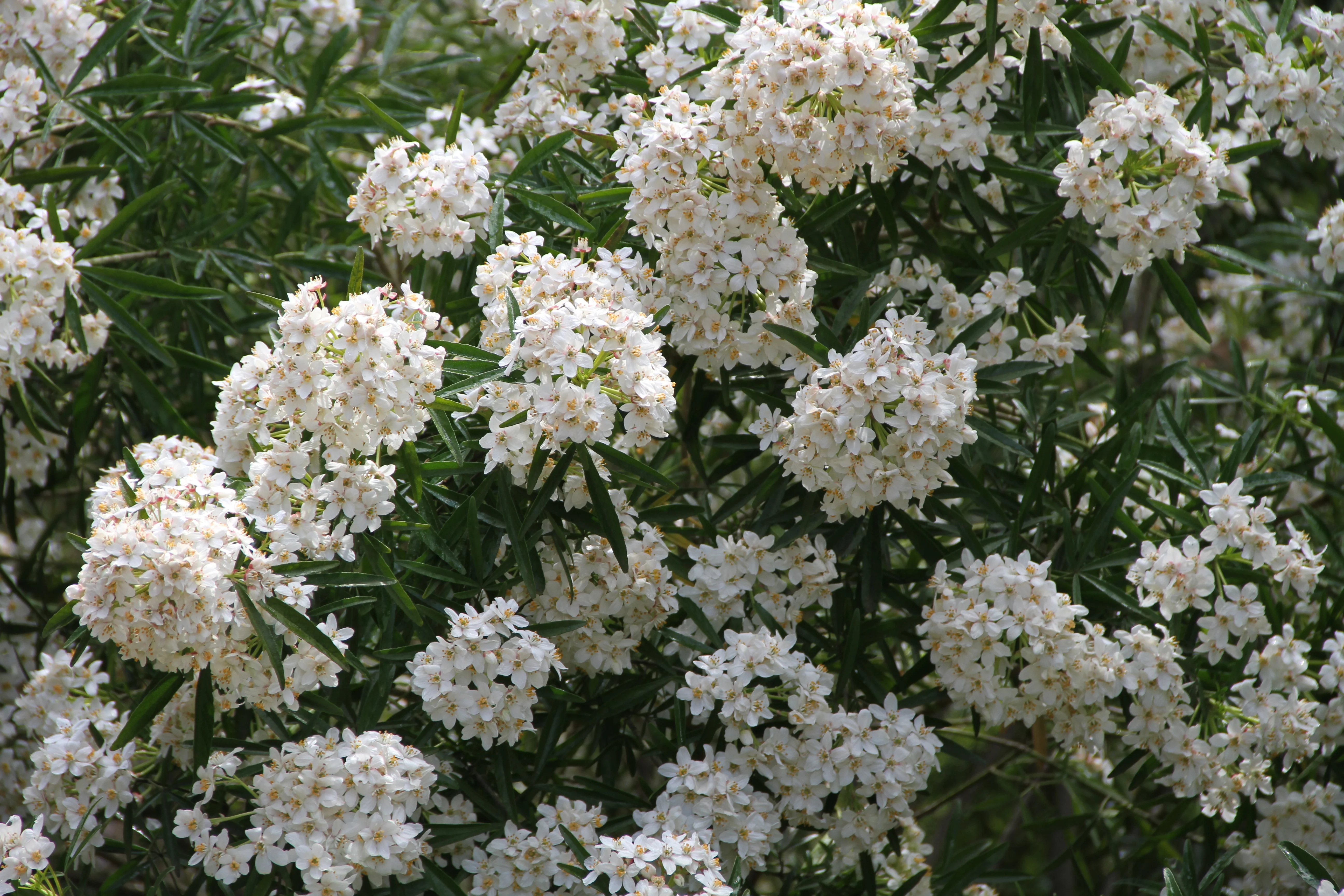 *RETAIL - Choisya 'Aztec Pearl' - Image 4