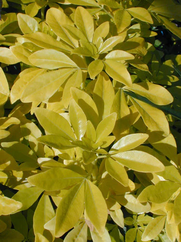 Choisya ternata 'Sundance' - Image 3
