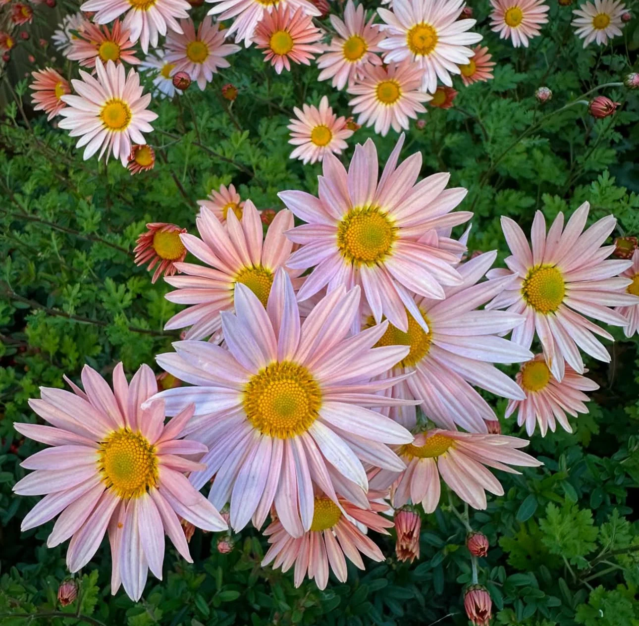 Chrysanthemum x rubellum 'Clara Curtis' - Image 2