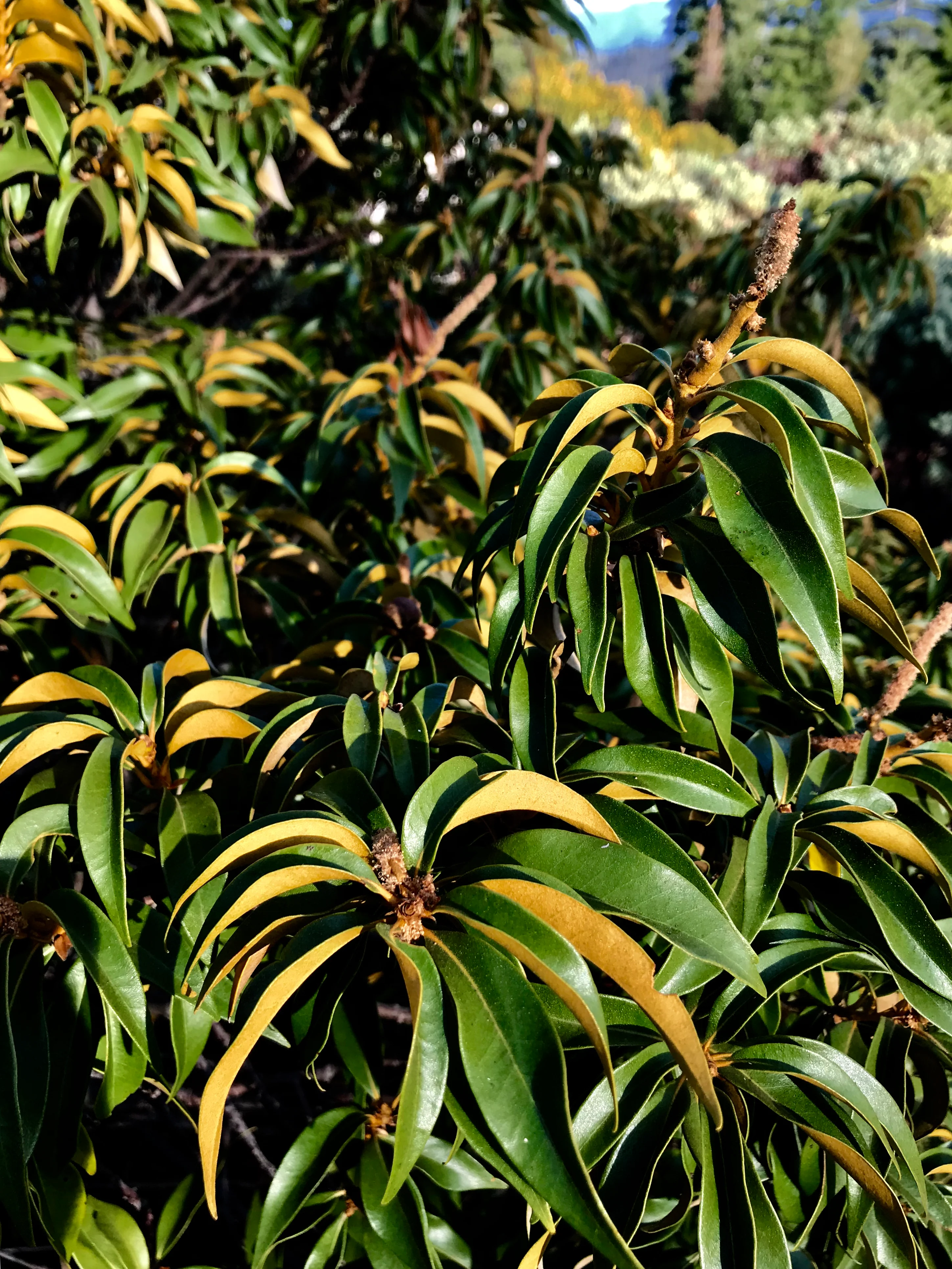 Chrysolepis chrysophylla - Image 4