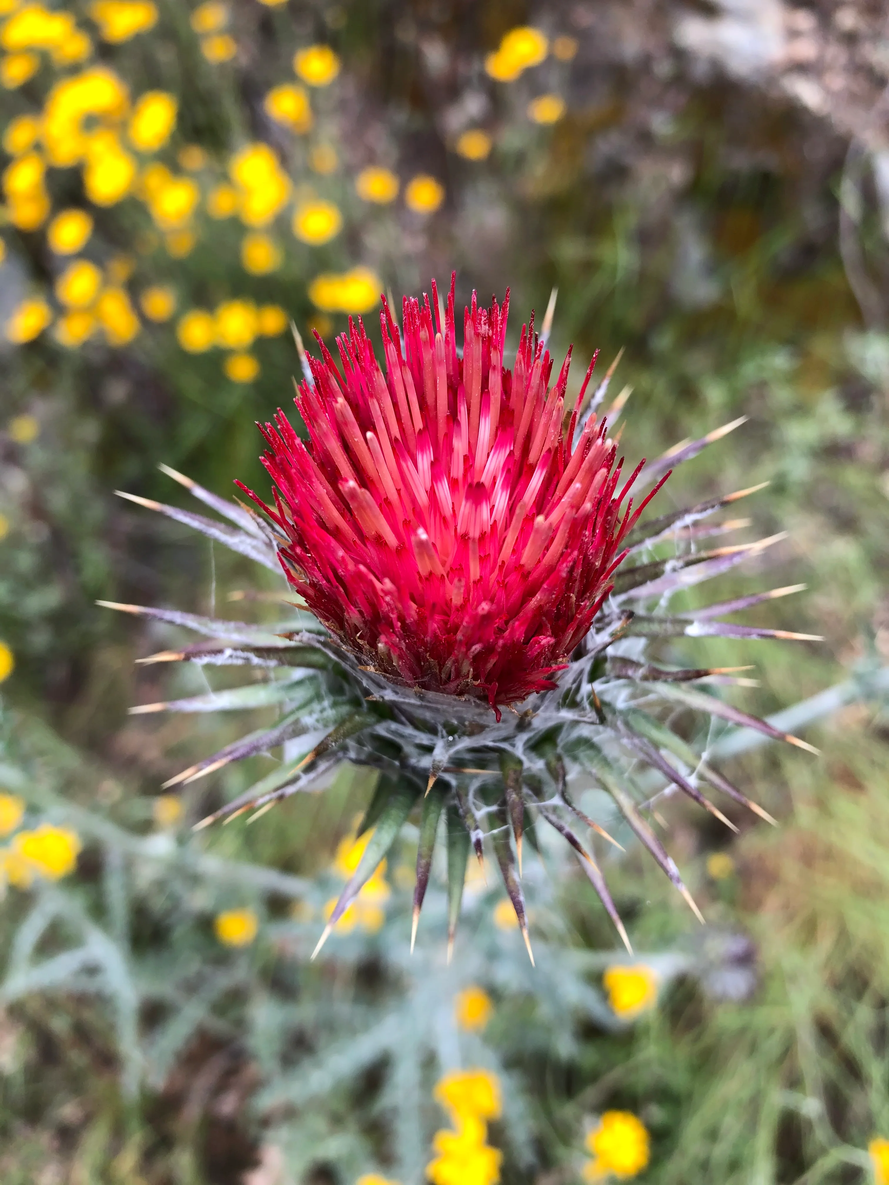 *RETAIL - Cirsium occidentale - Image 2