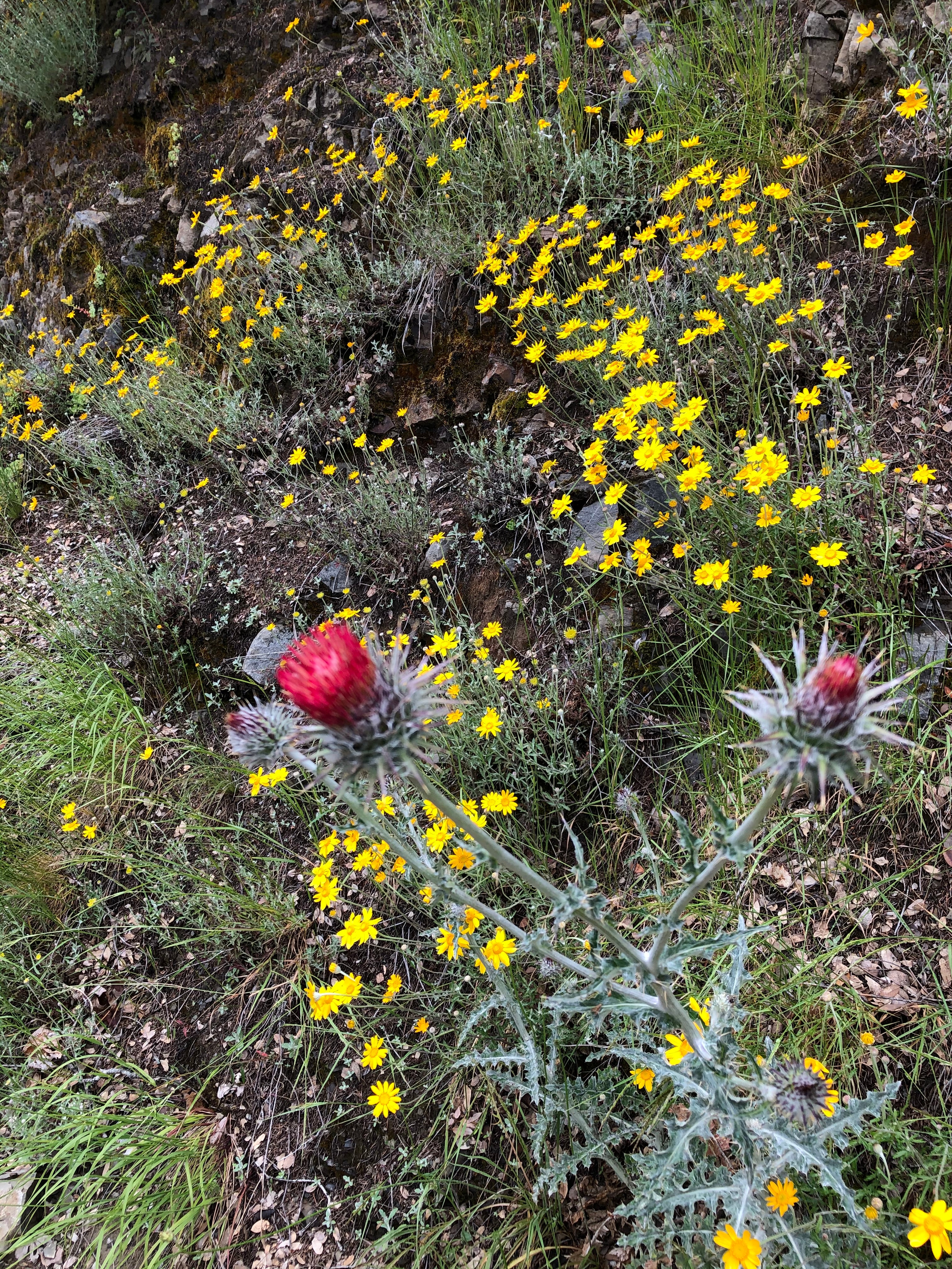*RETAIL - Cirsium occidentale - Image 3