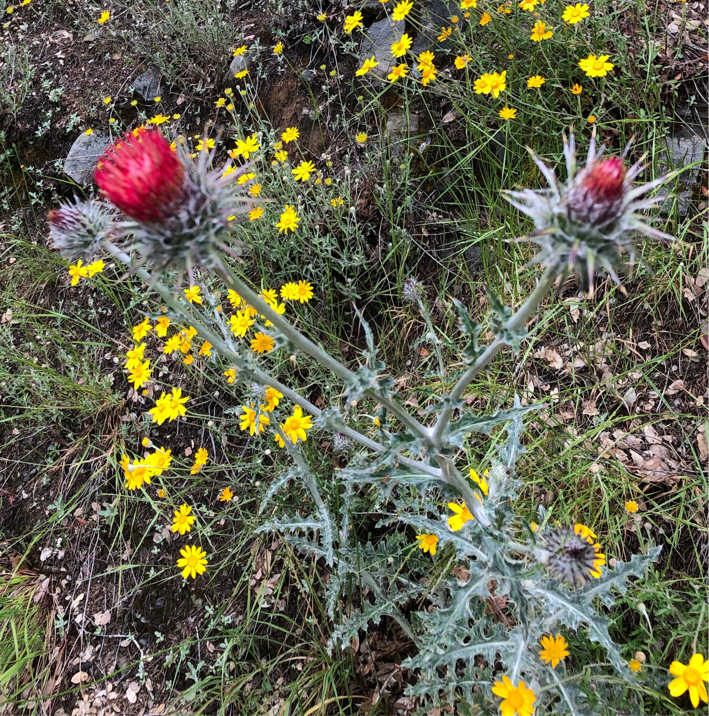 *RETAIL - Cirsium occidentale - Image 4