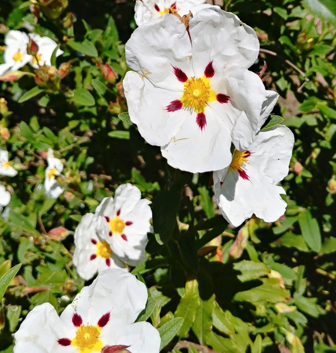 Cistus 'Jessamy Beauty'