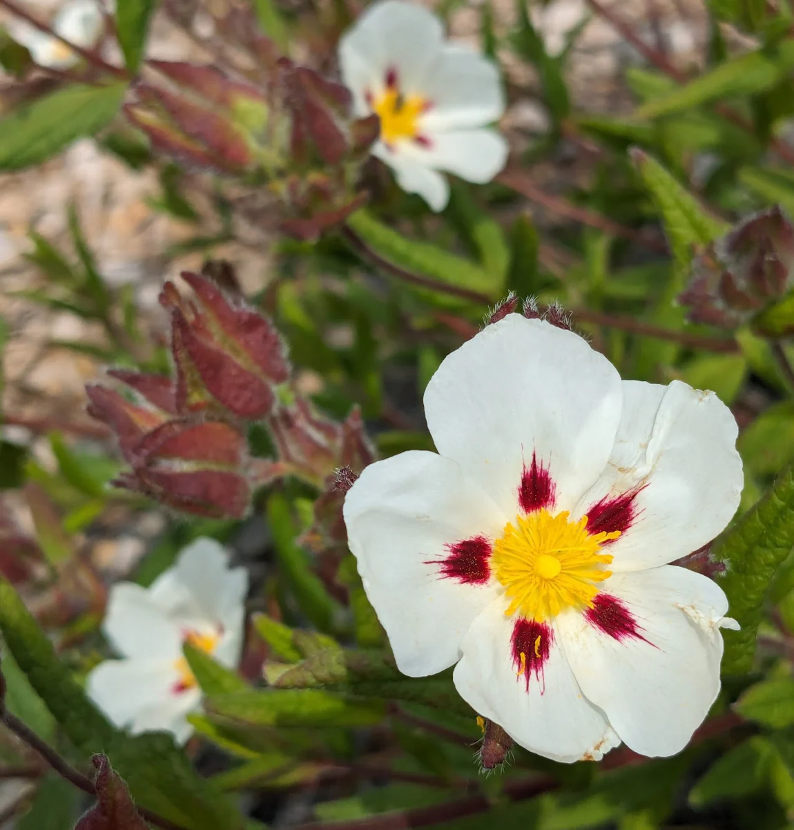 Cistus 'Ruby Cluster'